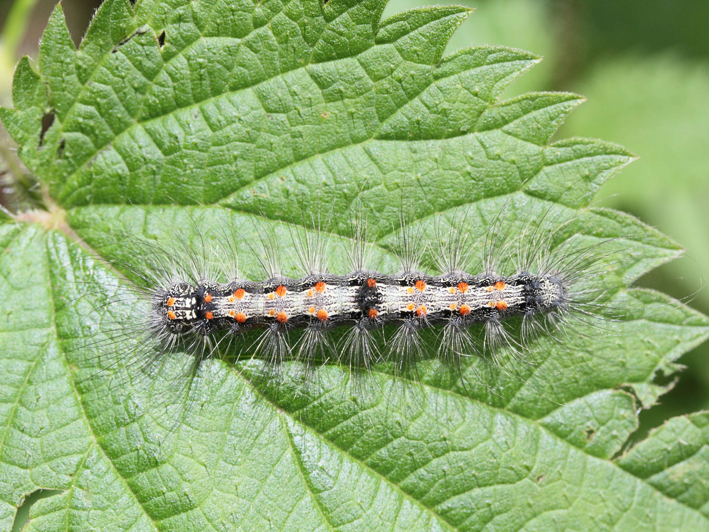 Afficher le média lithosia_quadra_ch1md lithosia_quadra_ch1md