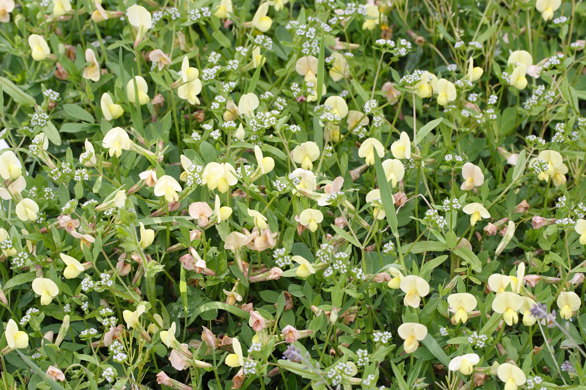 Afficher le média lotus_maritimus1md lotus_maritimus1md