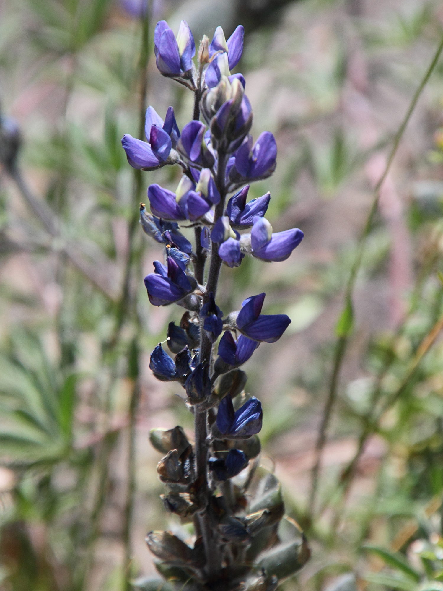 lupinus_costaricensis2md