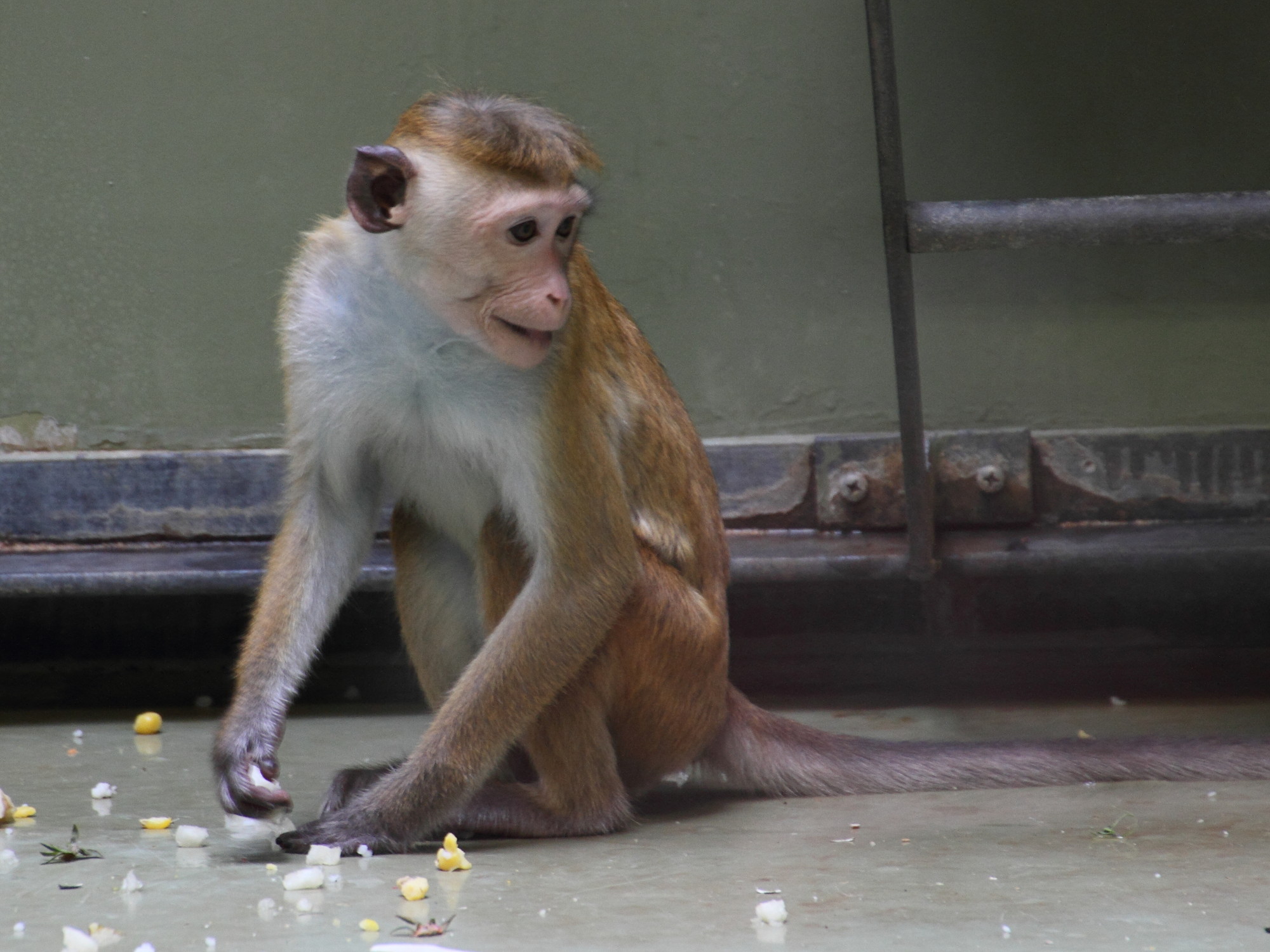 Afficher le média macaca_sinica1md macaca_sinica1md