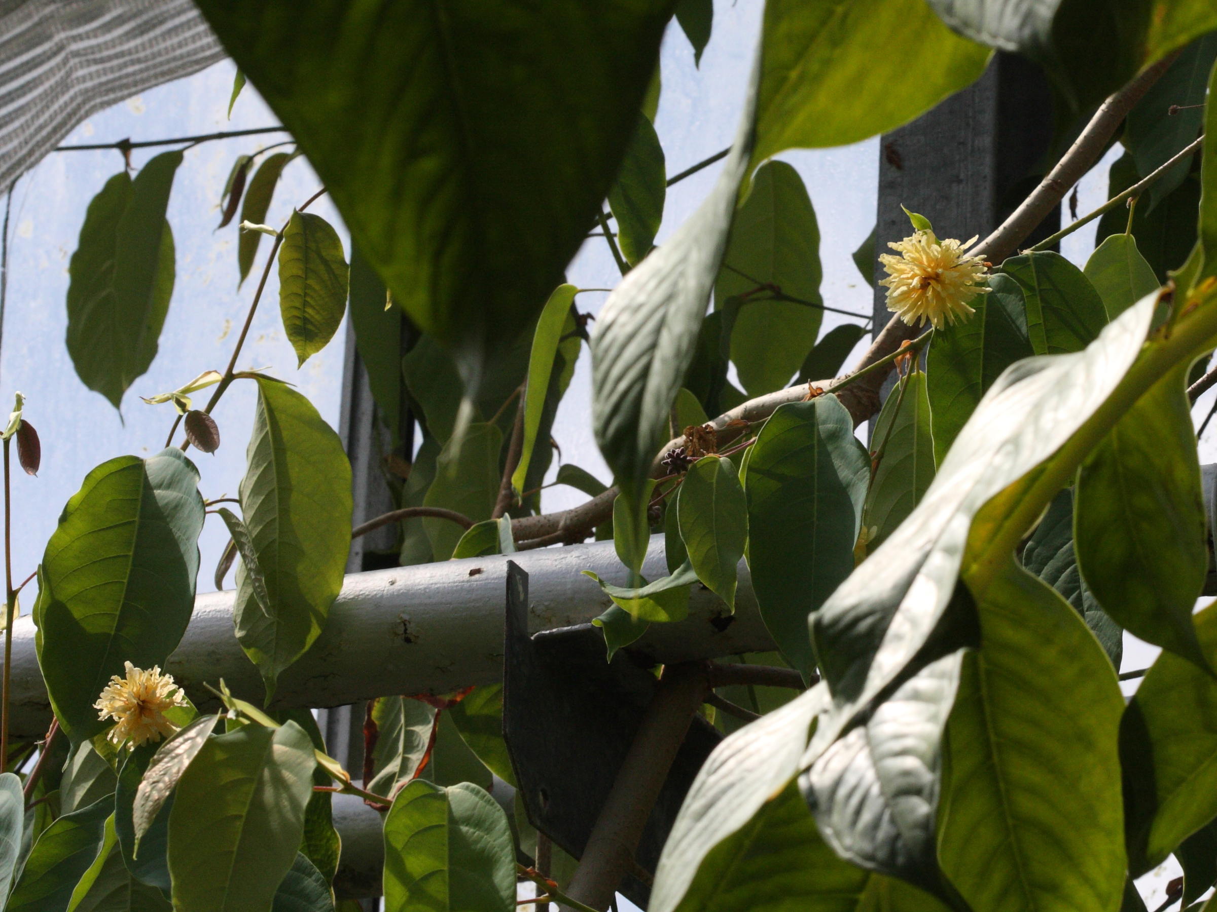 maingaya_malayana2bd