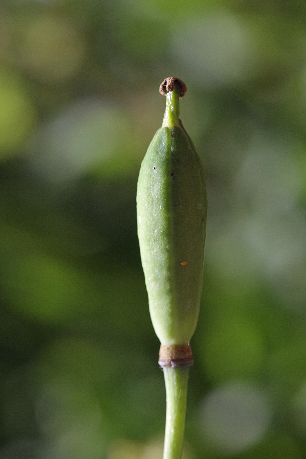 meconopsis_cambrica5bd