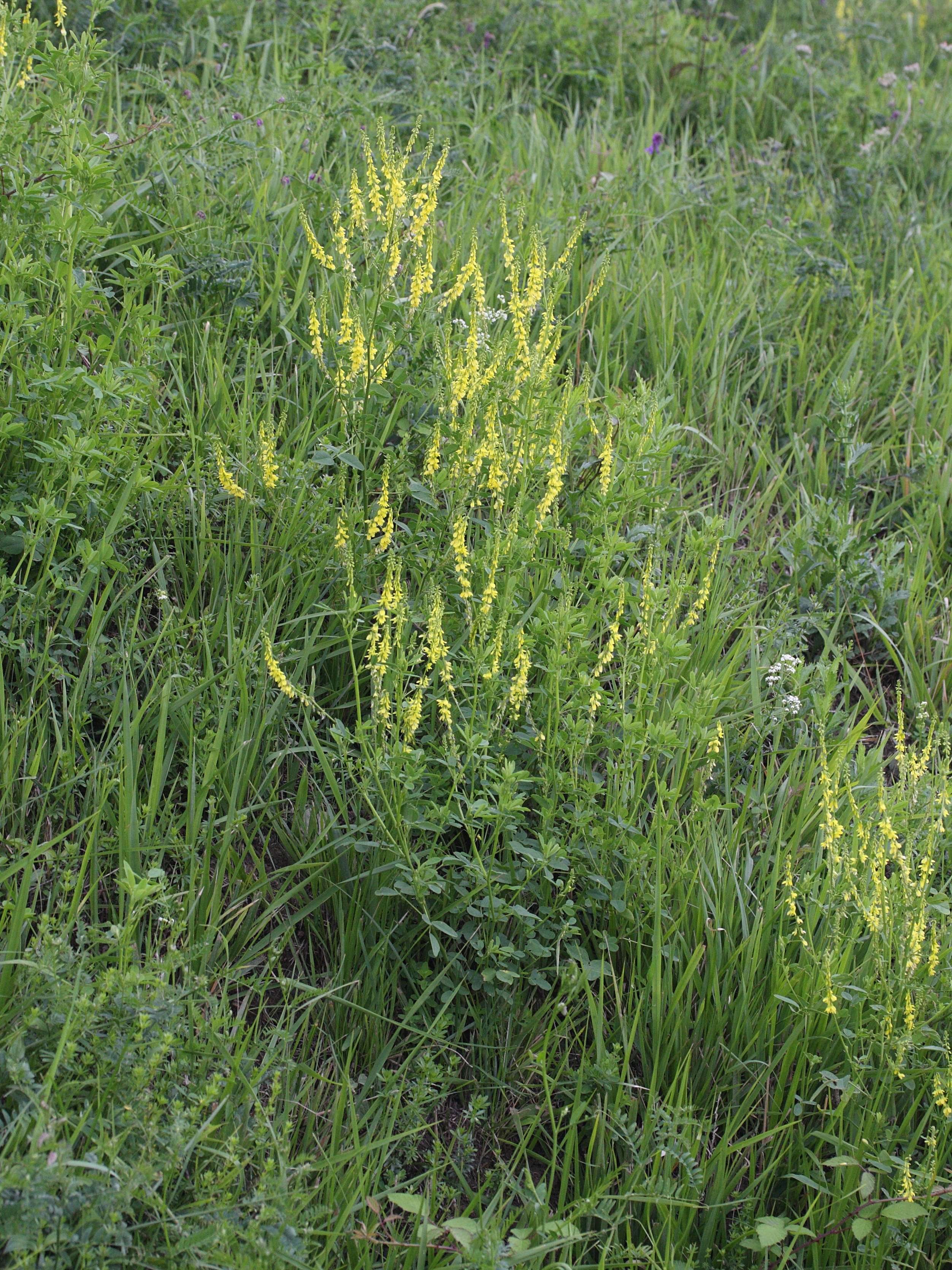 Afficher le média melilotus_officinalis1md melilotus_officinalis1md