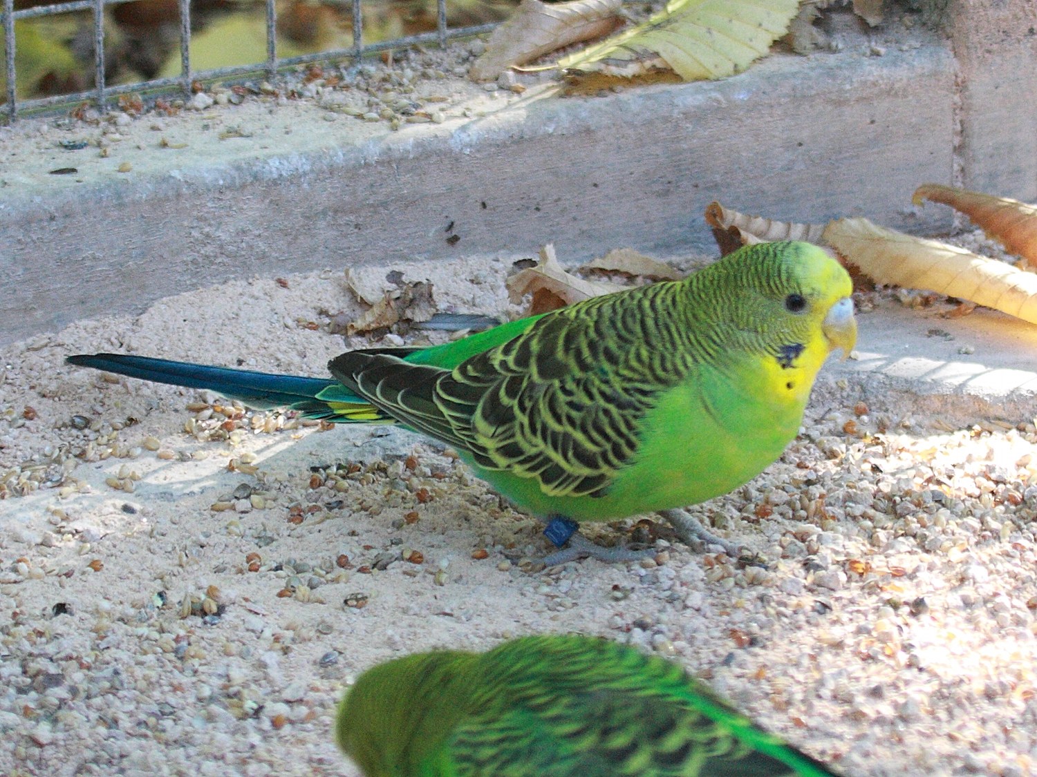 Melopsittacus_undulatus