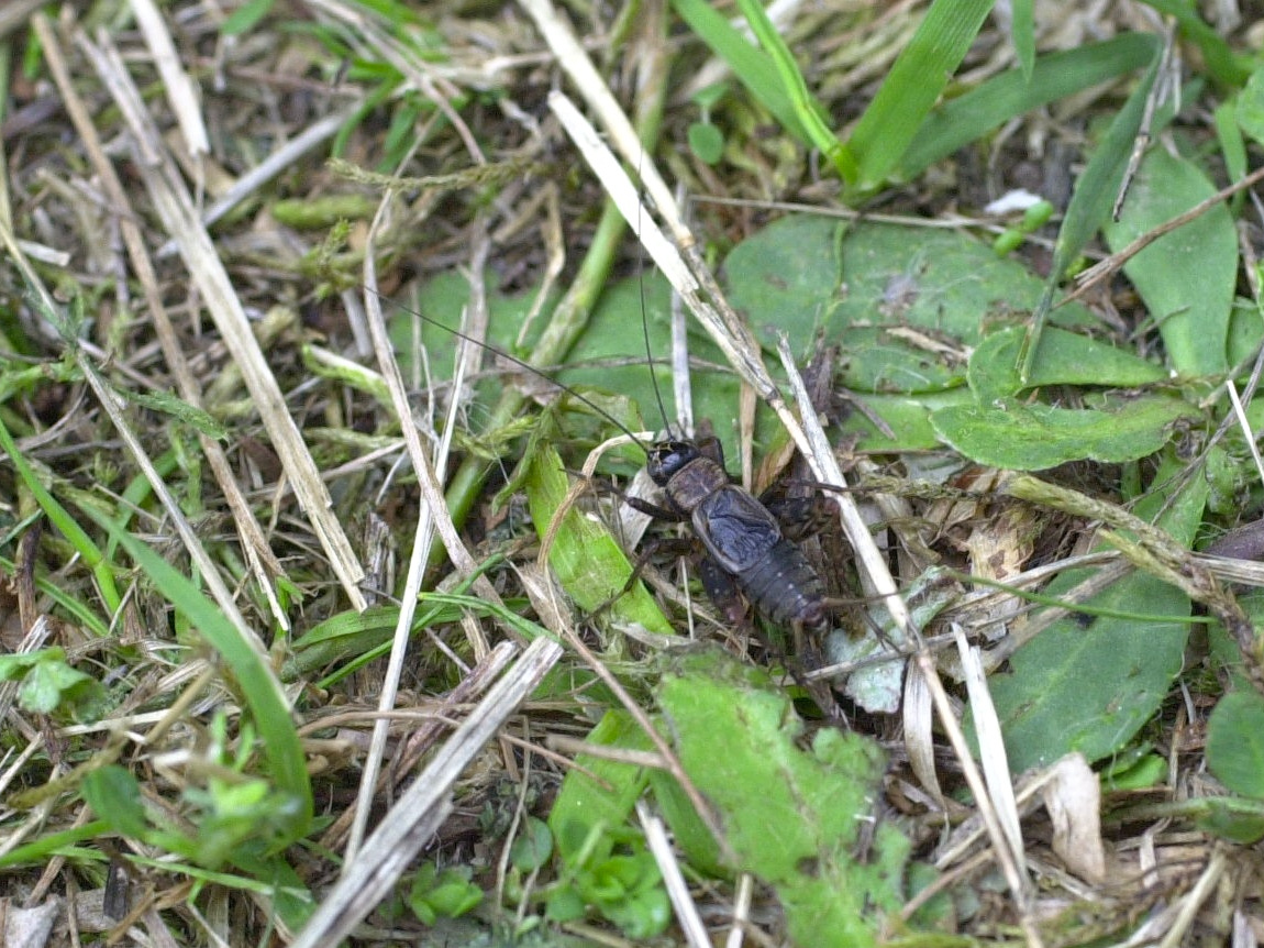 nemobius_sylvestris2bd