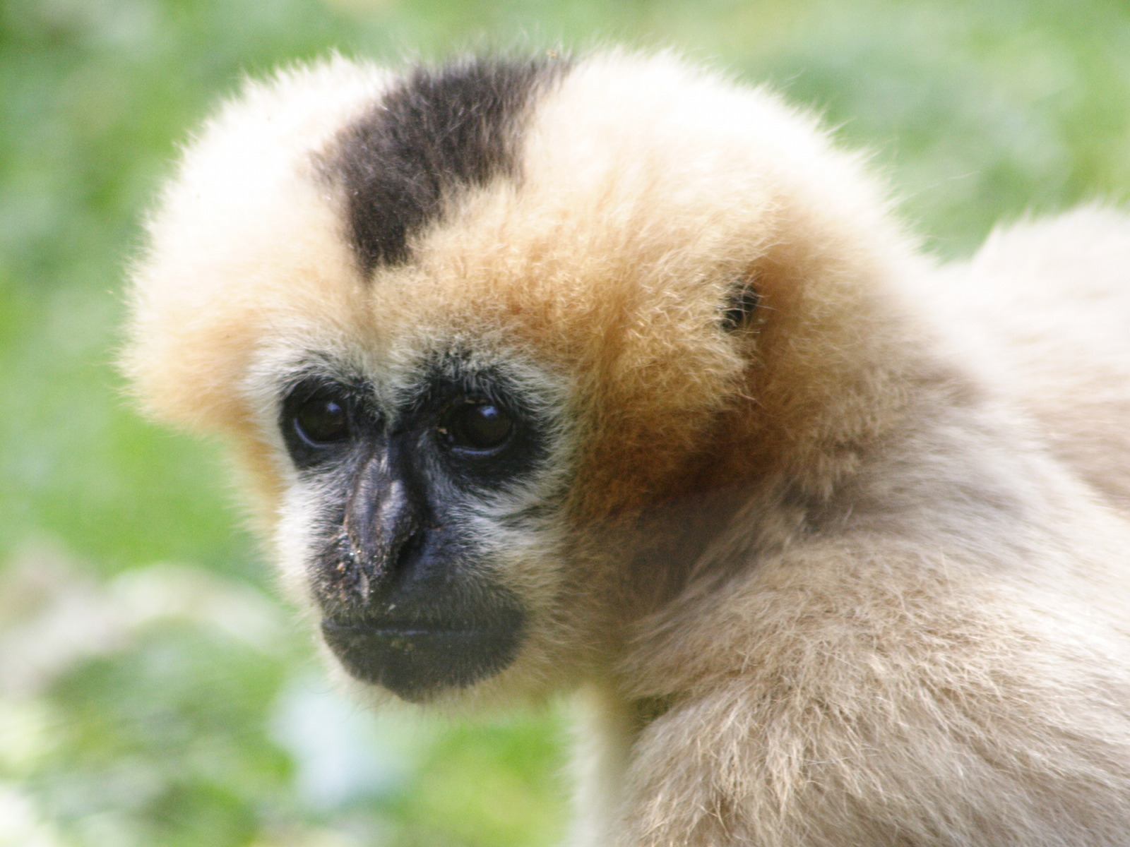 nomascus_leucogenys1md