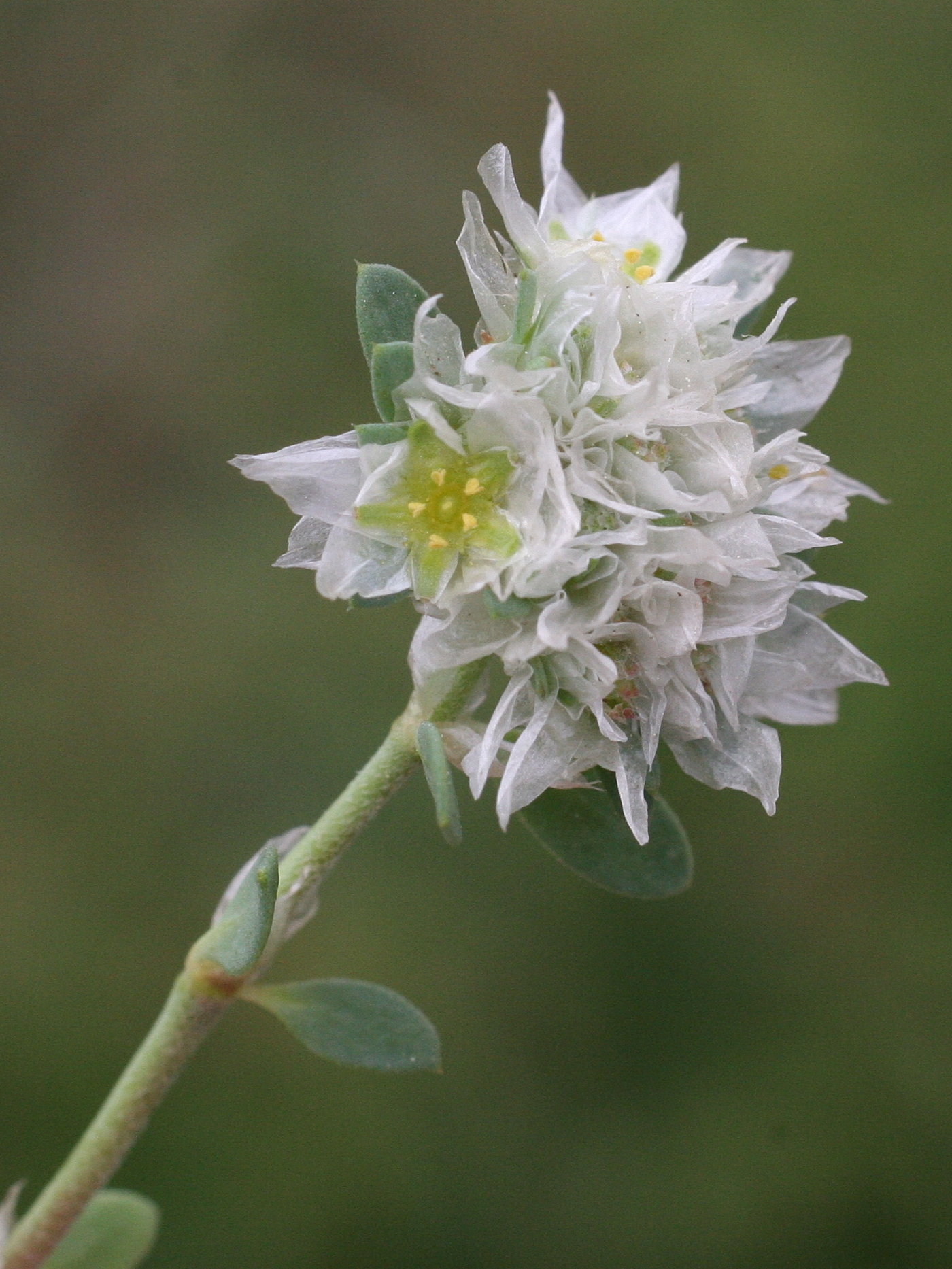 paronychia_argentea2md