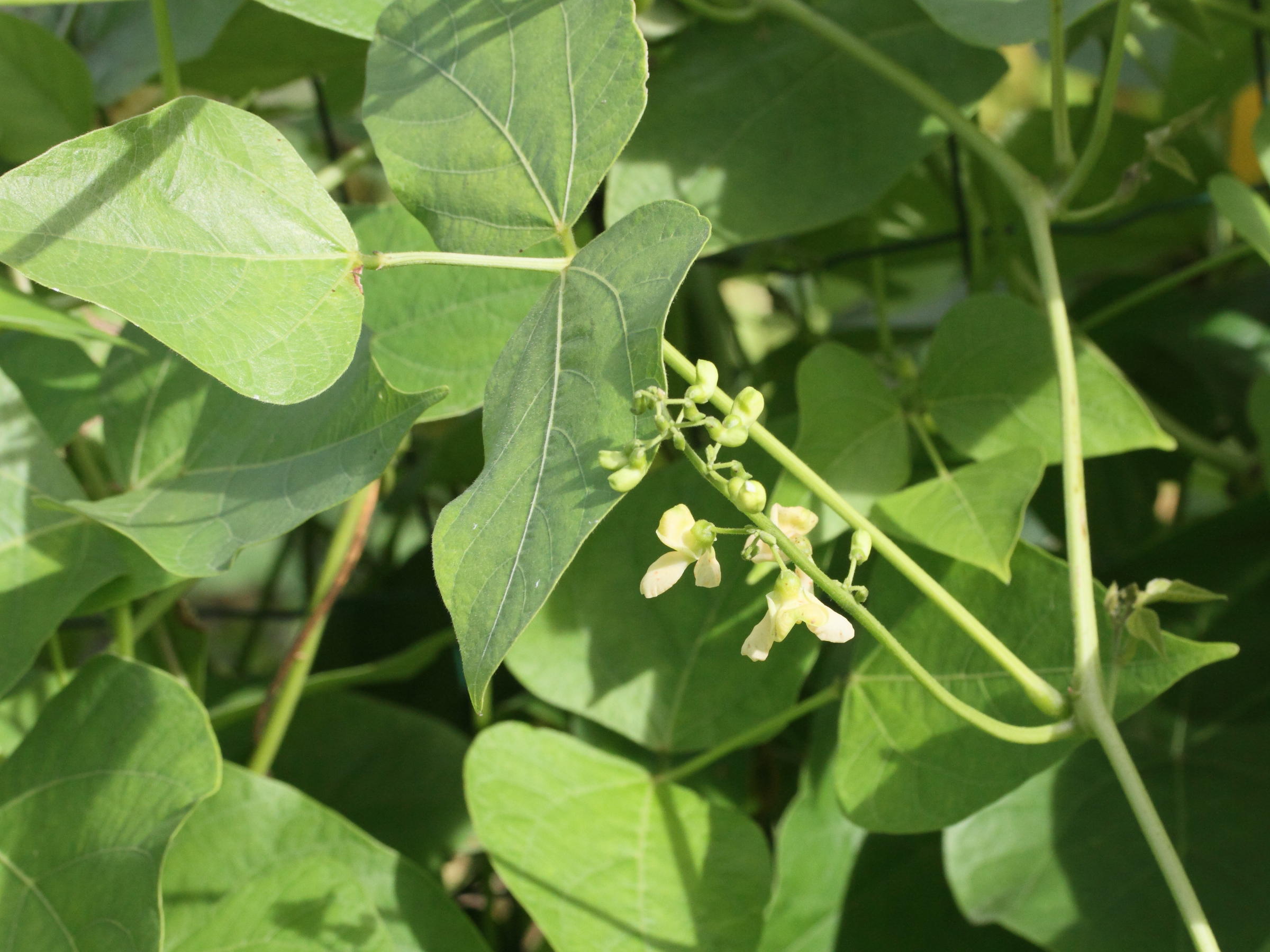 phaseolus_lunatus3md