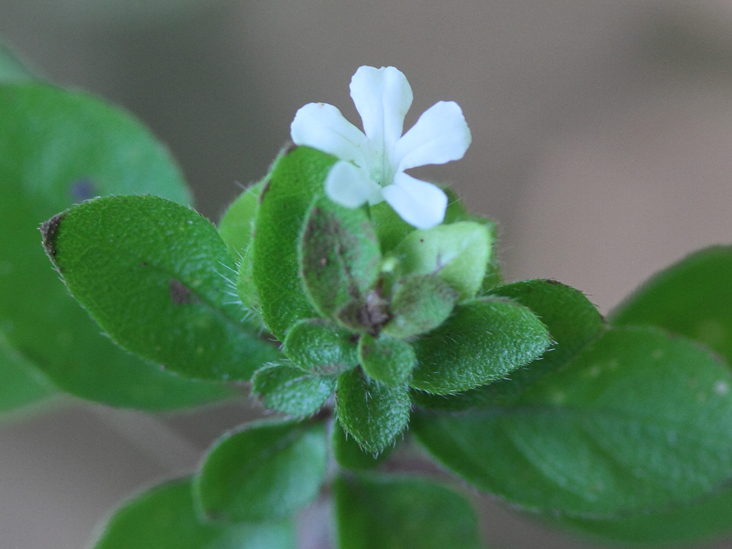 Afficher le média phaulopsis_verticillaris2md phaulopsis_verticillaris2md