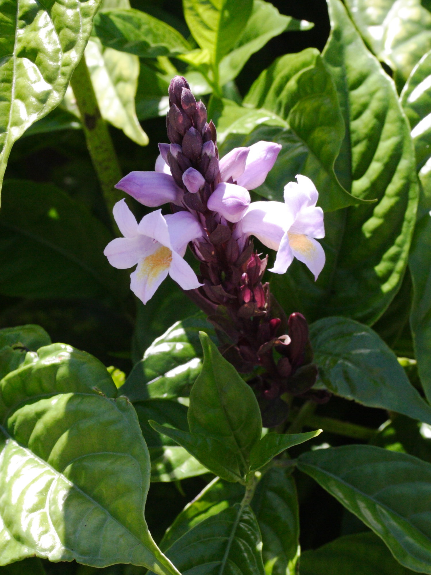 phlogacanthus_turgidus2md