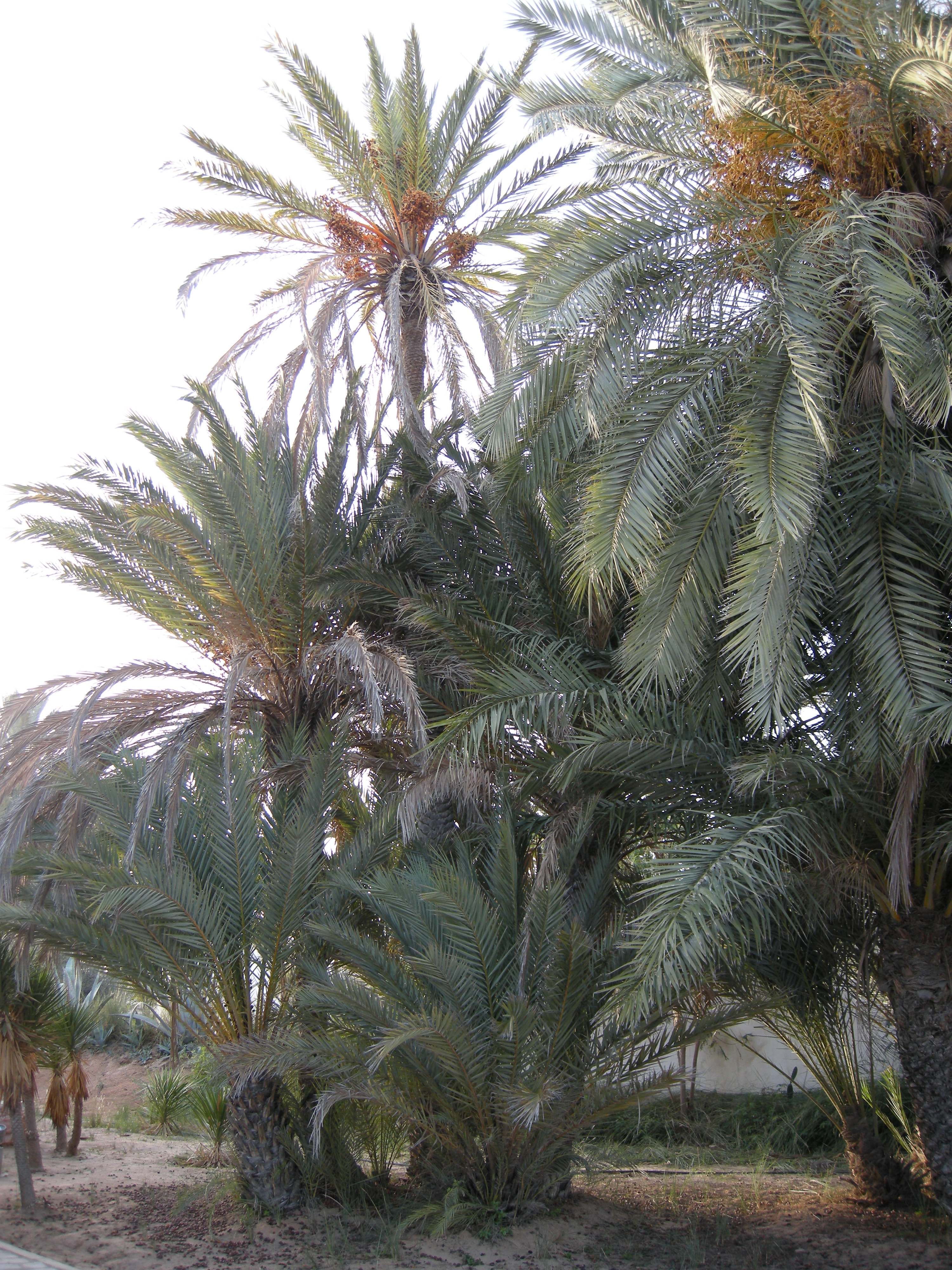 phoenix_dactylifera2amd