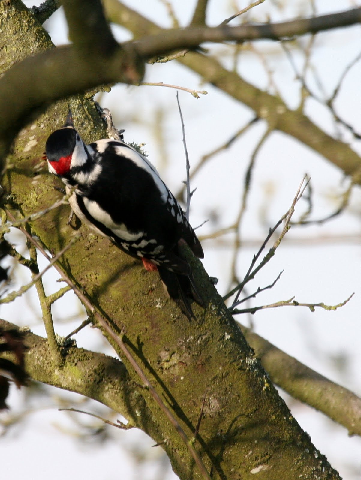 pic_epeiche_-_dendrocopos_major7bd