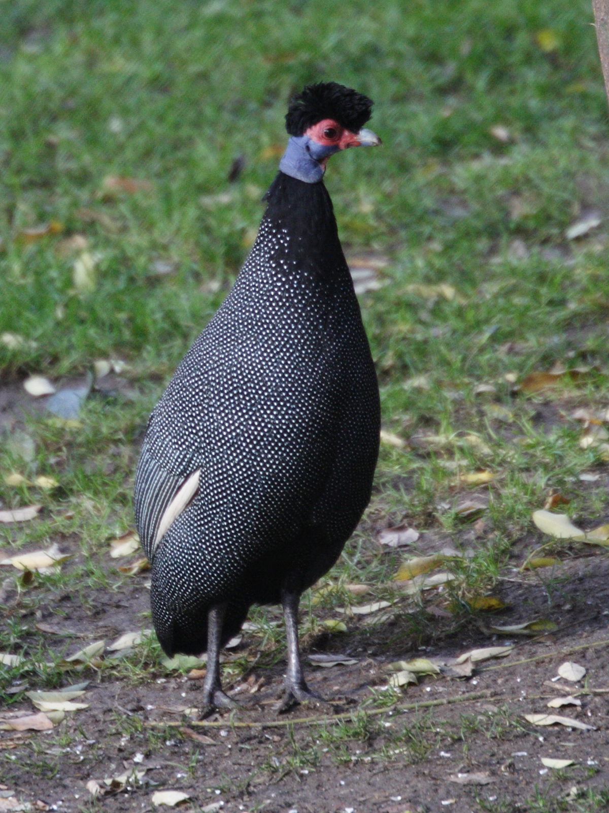 pintade_de_pucheran_-_guttera_pucherani1md