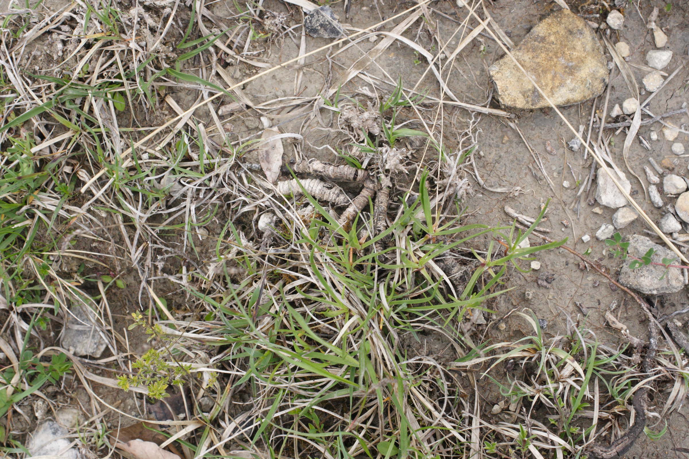 plantago_maritima_serpentina2md