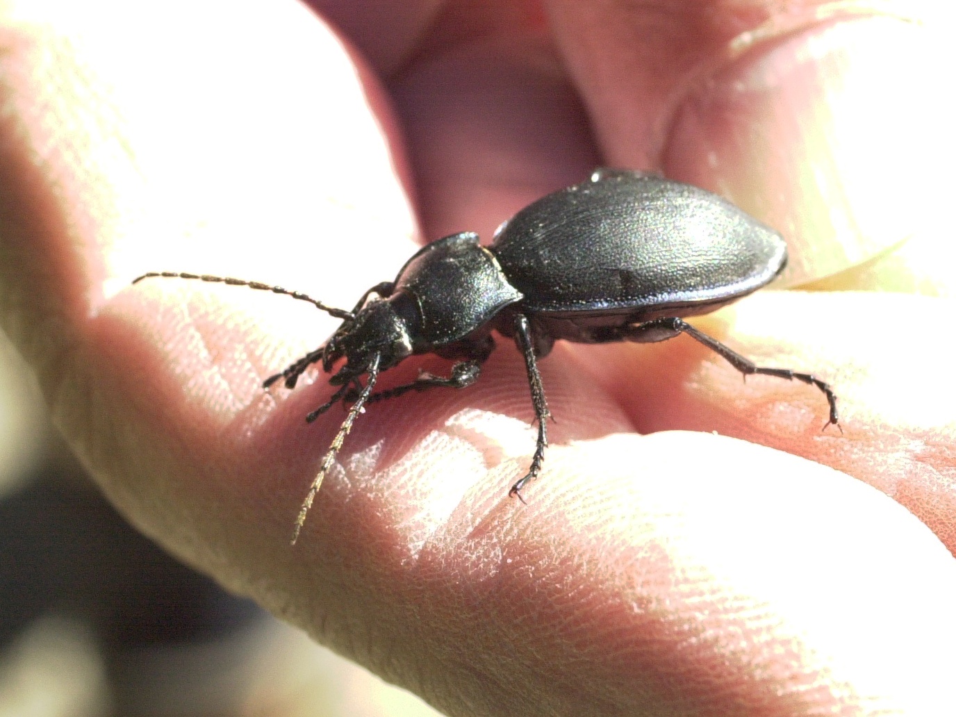 procrustes_coriaceus1md