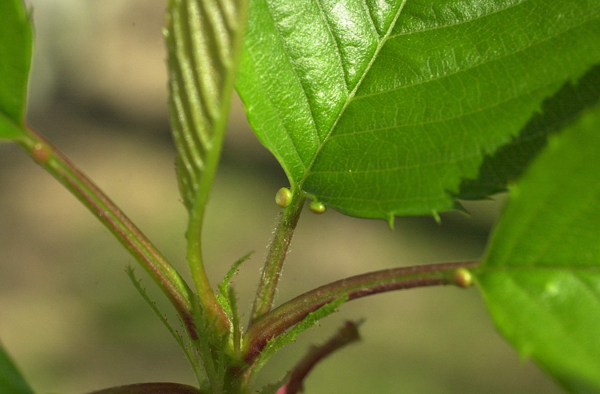 Afficher le média prunus_avium6md prunus_avium6md