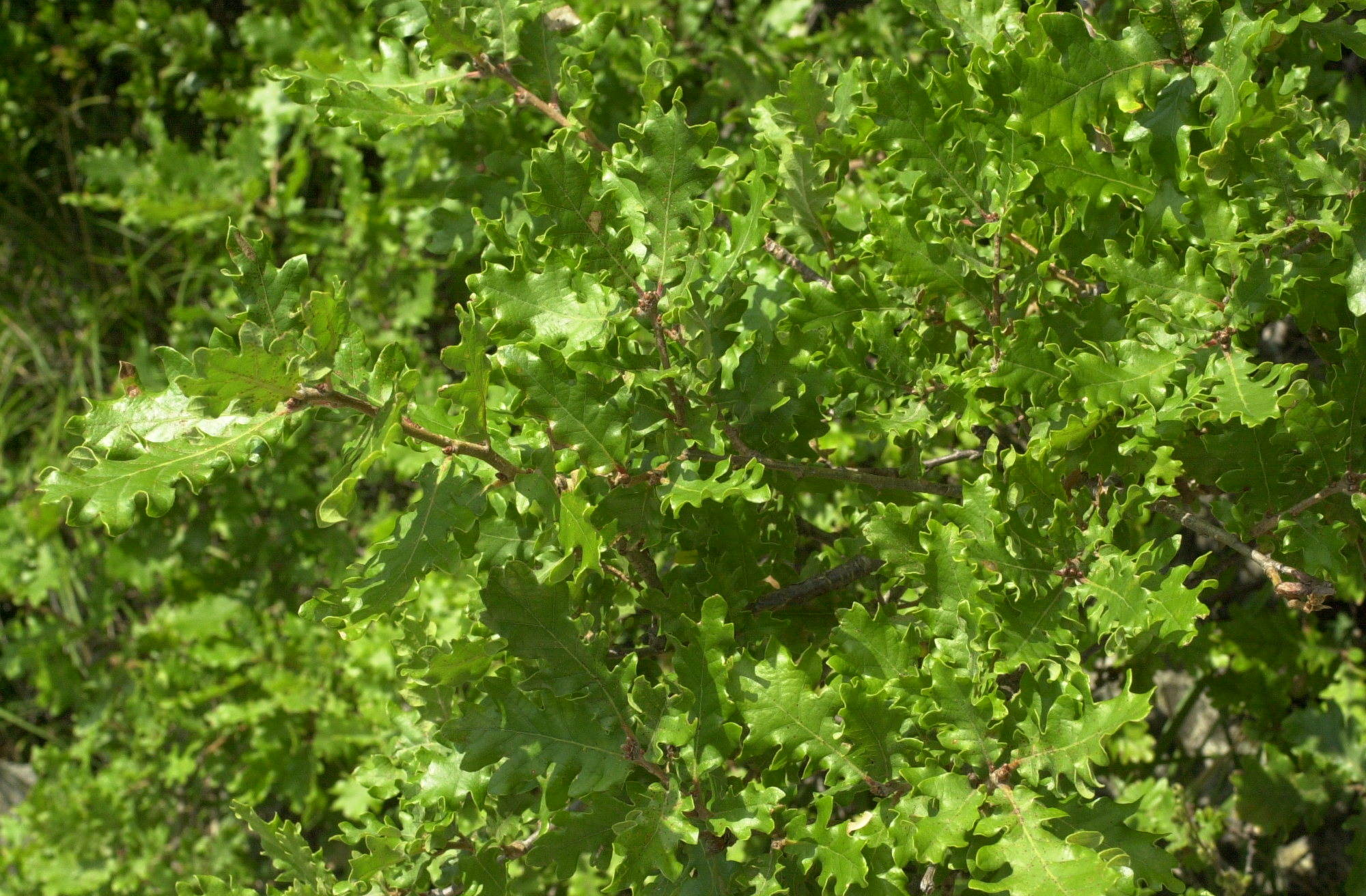 quercus_pubescens2md