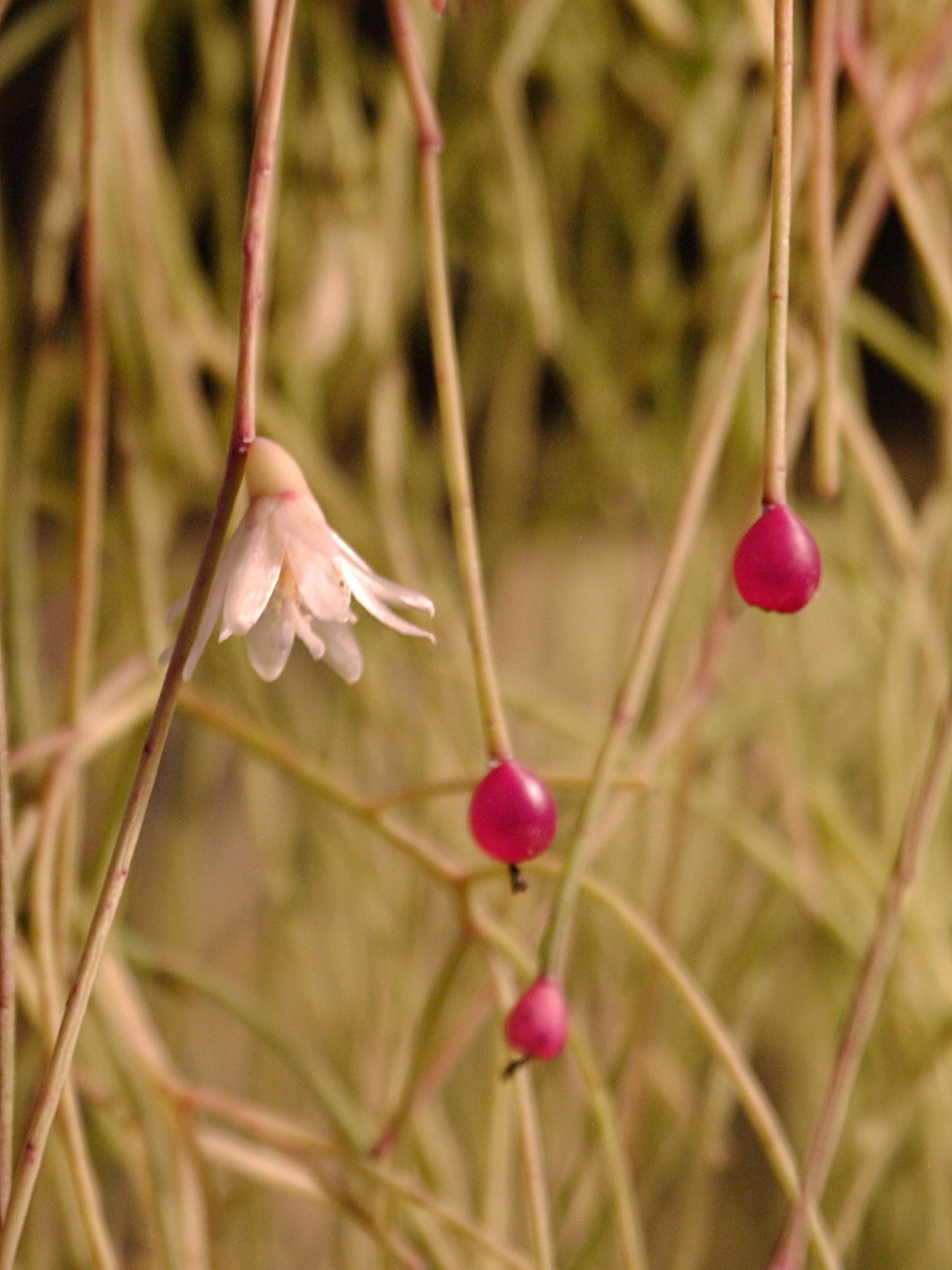 rhipsalis_campos-portoana2bd