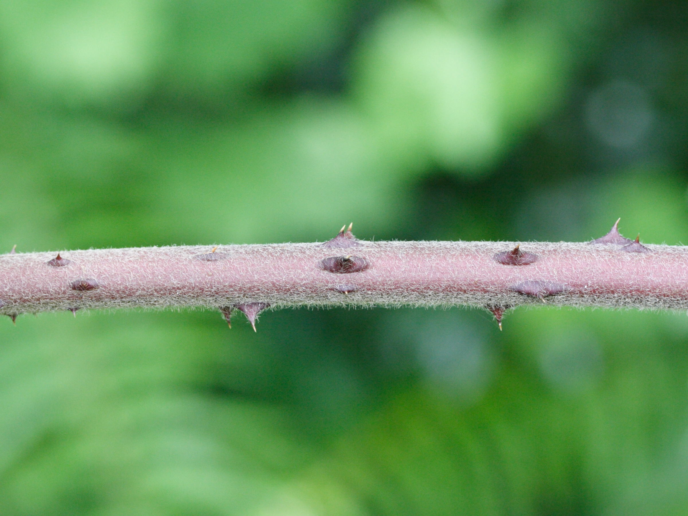 rubus_alceifolius3md