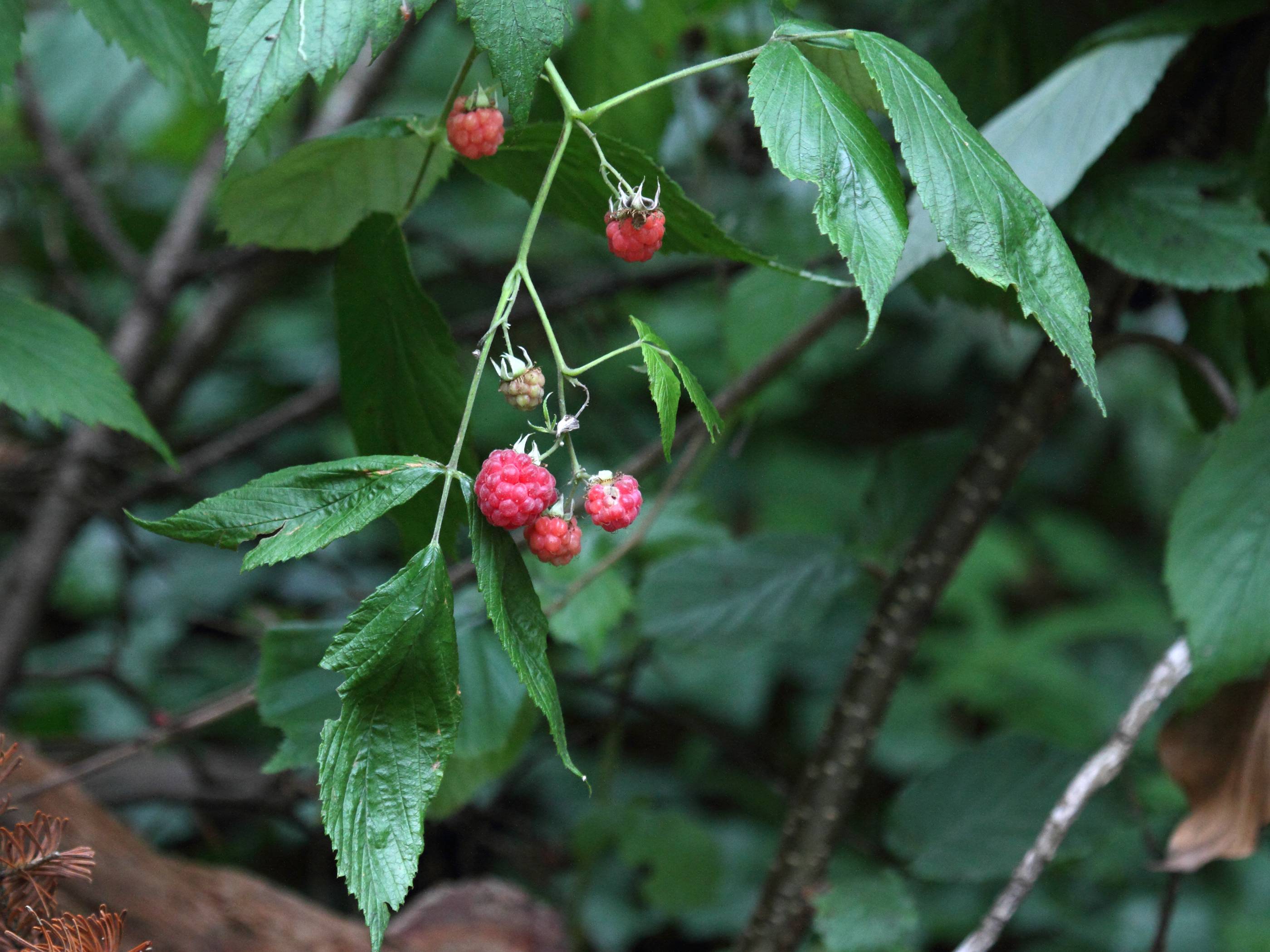 rubus_idaeus2bd
