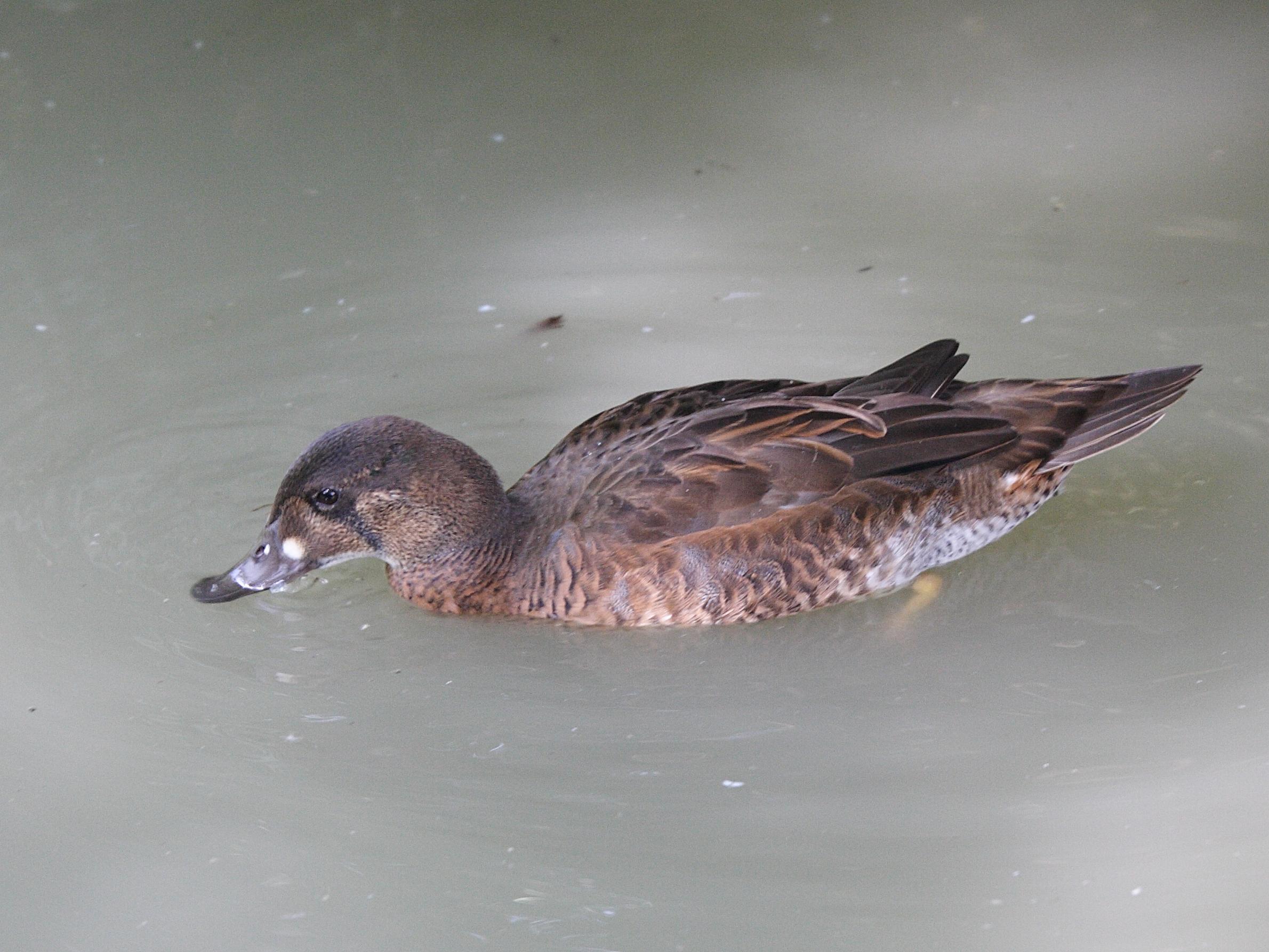 sarcelle_elegante_-_anas_formosa1md