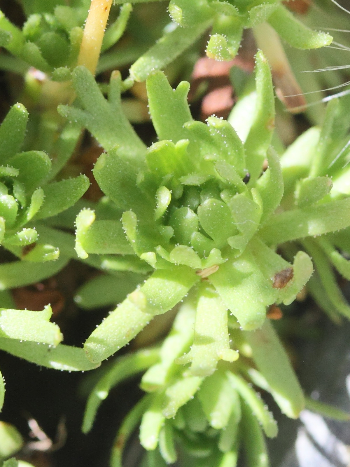 Afficher le média saxifraga_moschata4md saxifraga_moschata4md