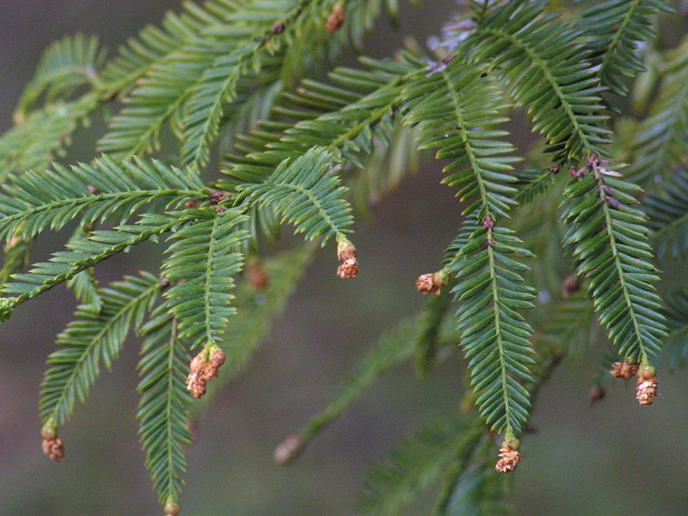 sequoia_sempervirens2md