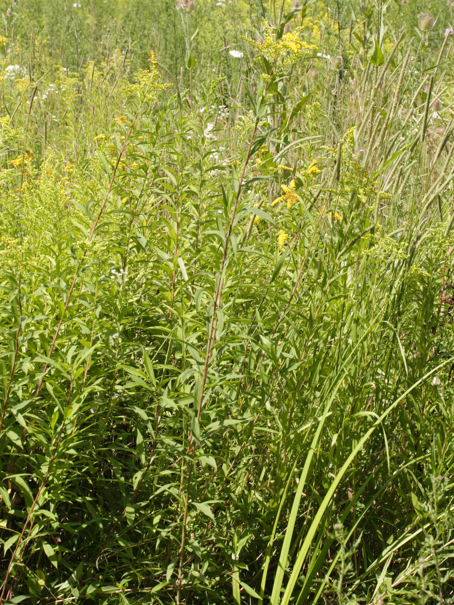 solidago_canadensis1md