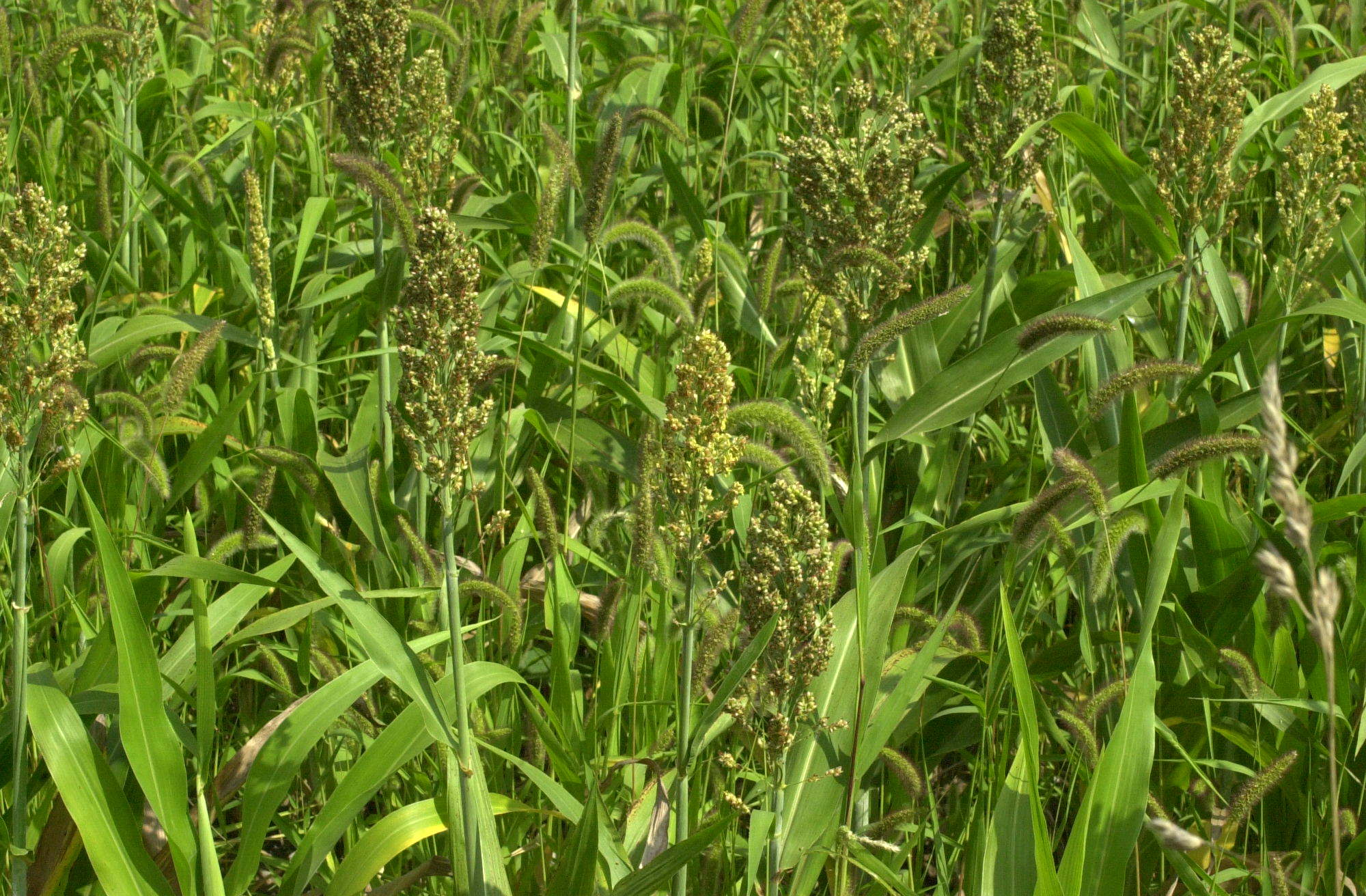sorghum_bicolor1md