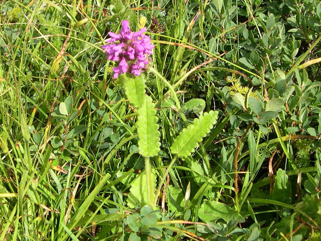 stachys_pradica1md