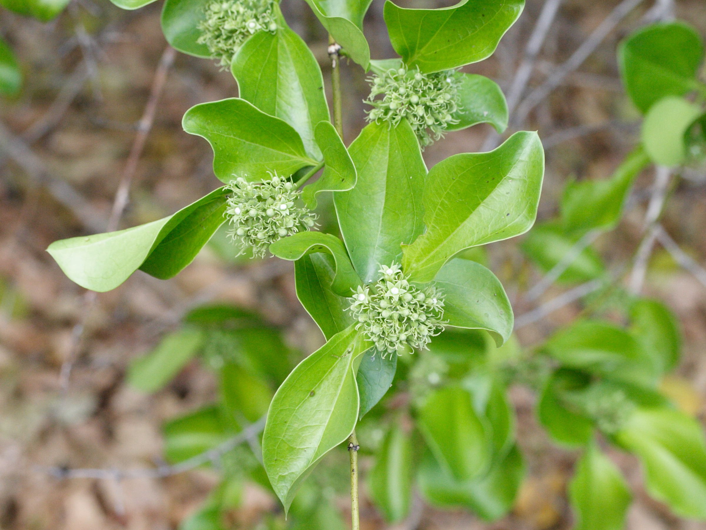 strychnos_spinosa1md