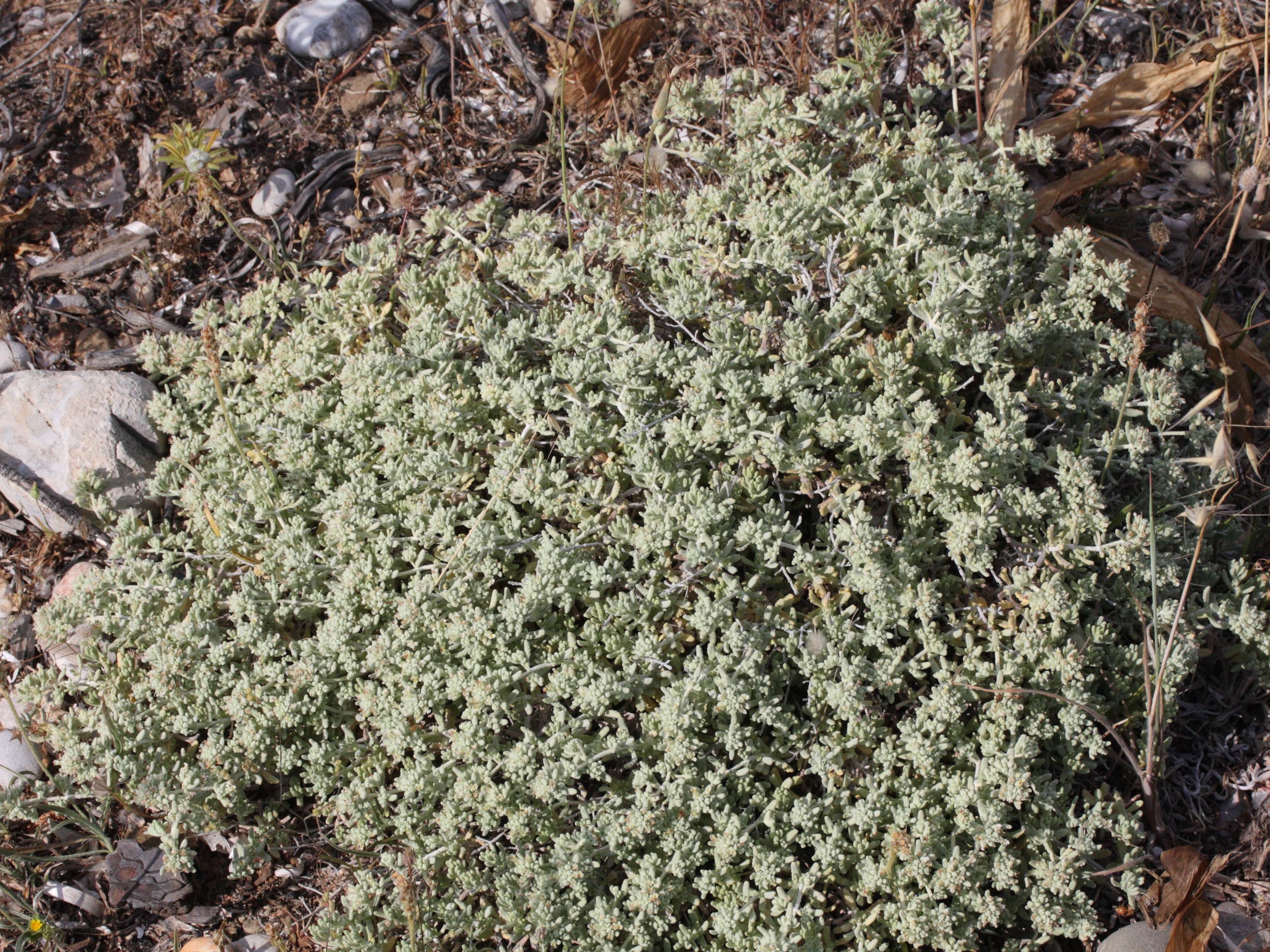 Afficher le média teucrium_capitatum4md teucrium_capitatum4md