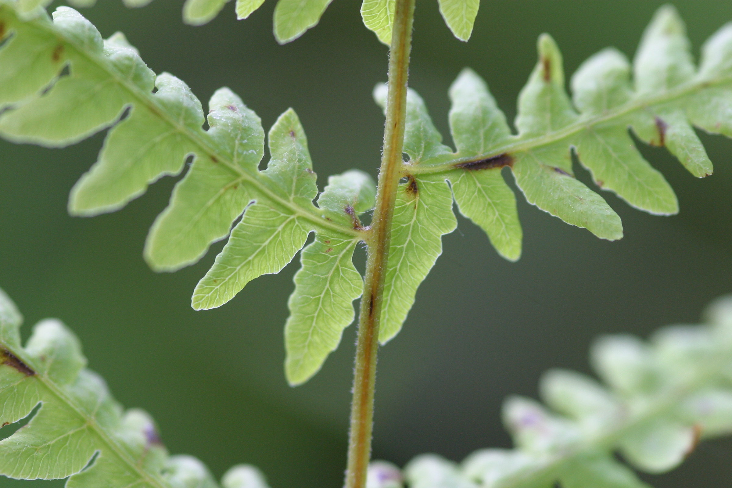 Afficher le média thelypteris_palustris3bd thelypteris_palustris3bd