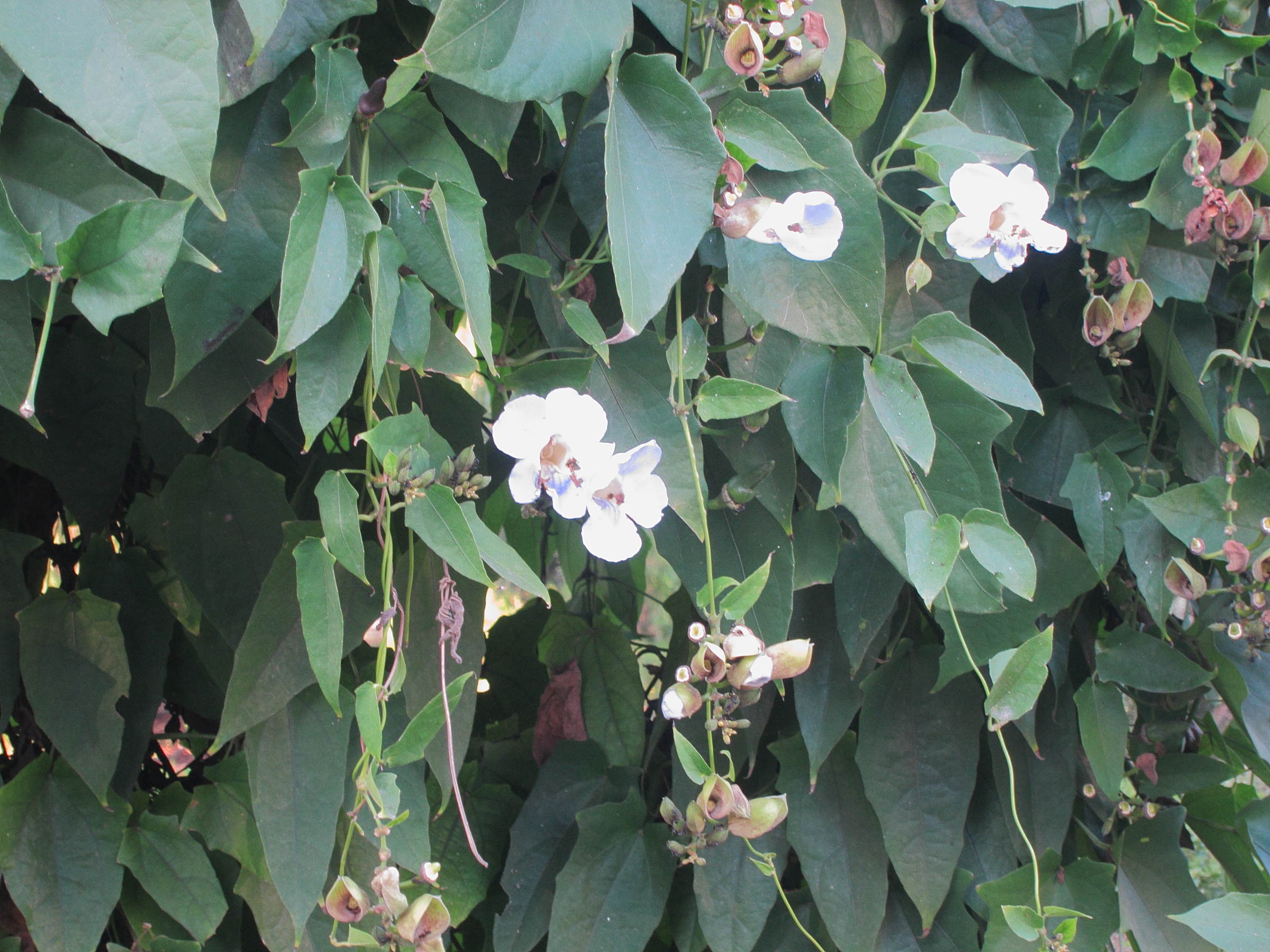 thunbergia_grandiflora5bd