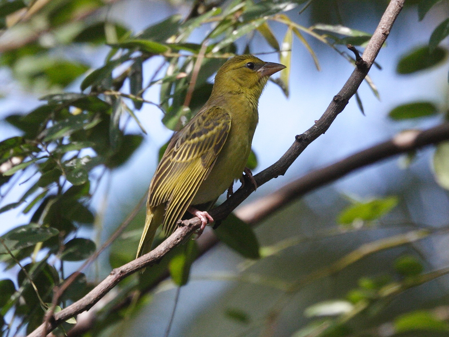 tisserin_gendarme_-_ploceus_cucullatus_spilonotus2bd