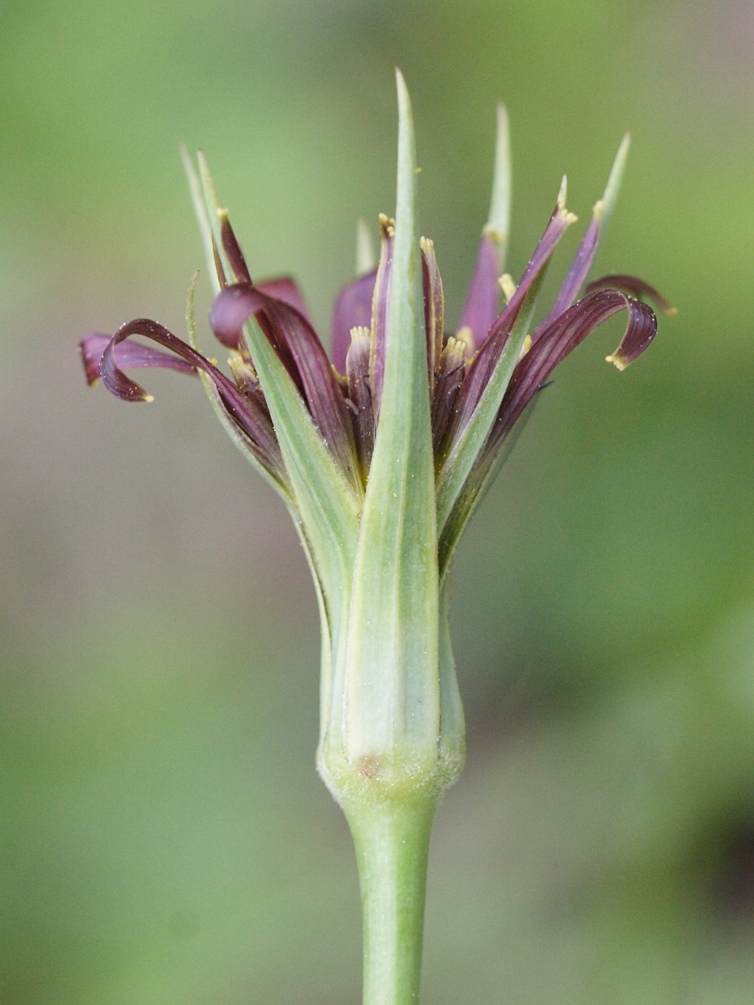 tragopogon_porrifolius_australis5md