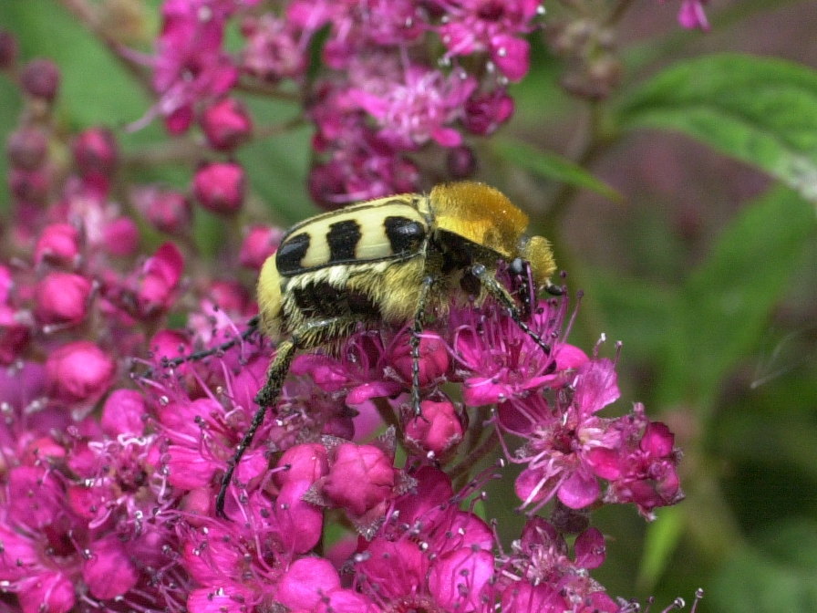 Afficher le média trichius_rosaceus2md trichius_rosaceus2md