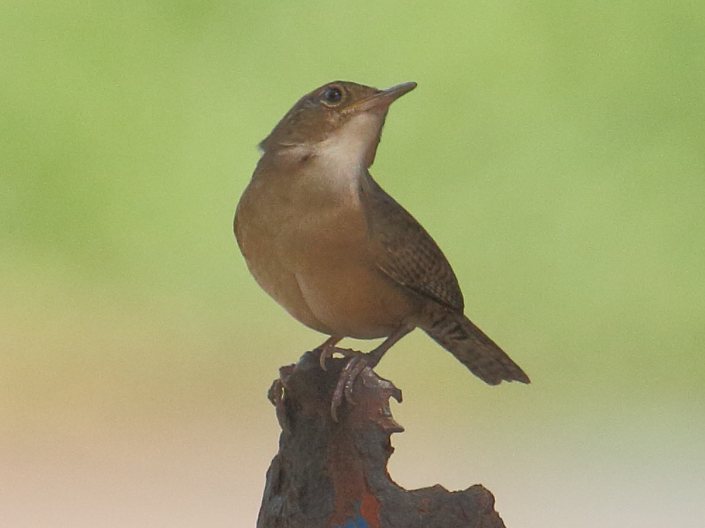 troglodyte_familier_-_troglodytes_aedon3bd