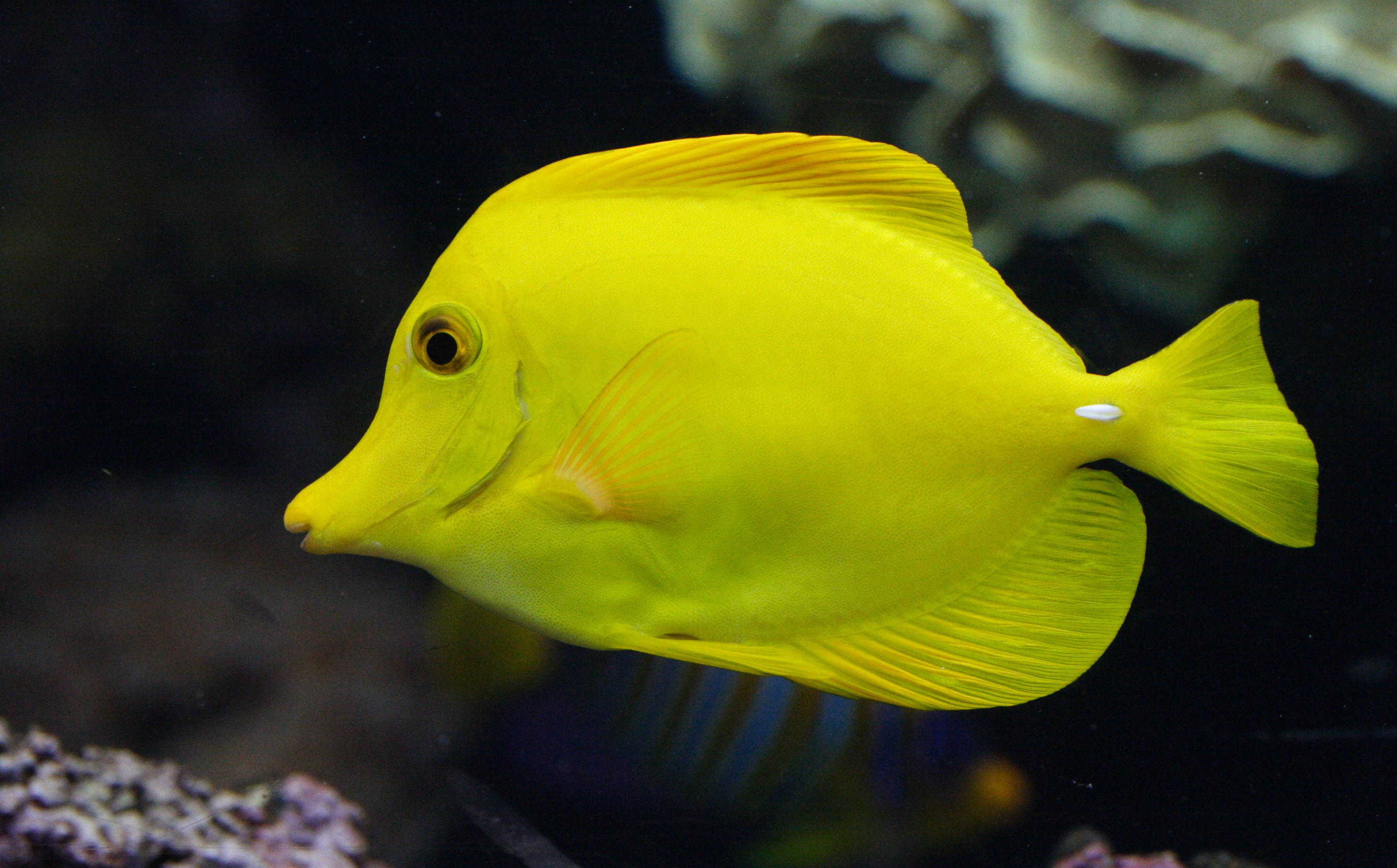 zebrasoma_flavescens1md