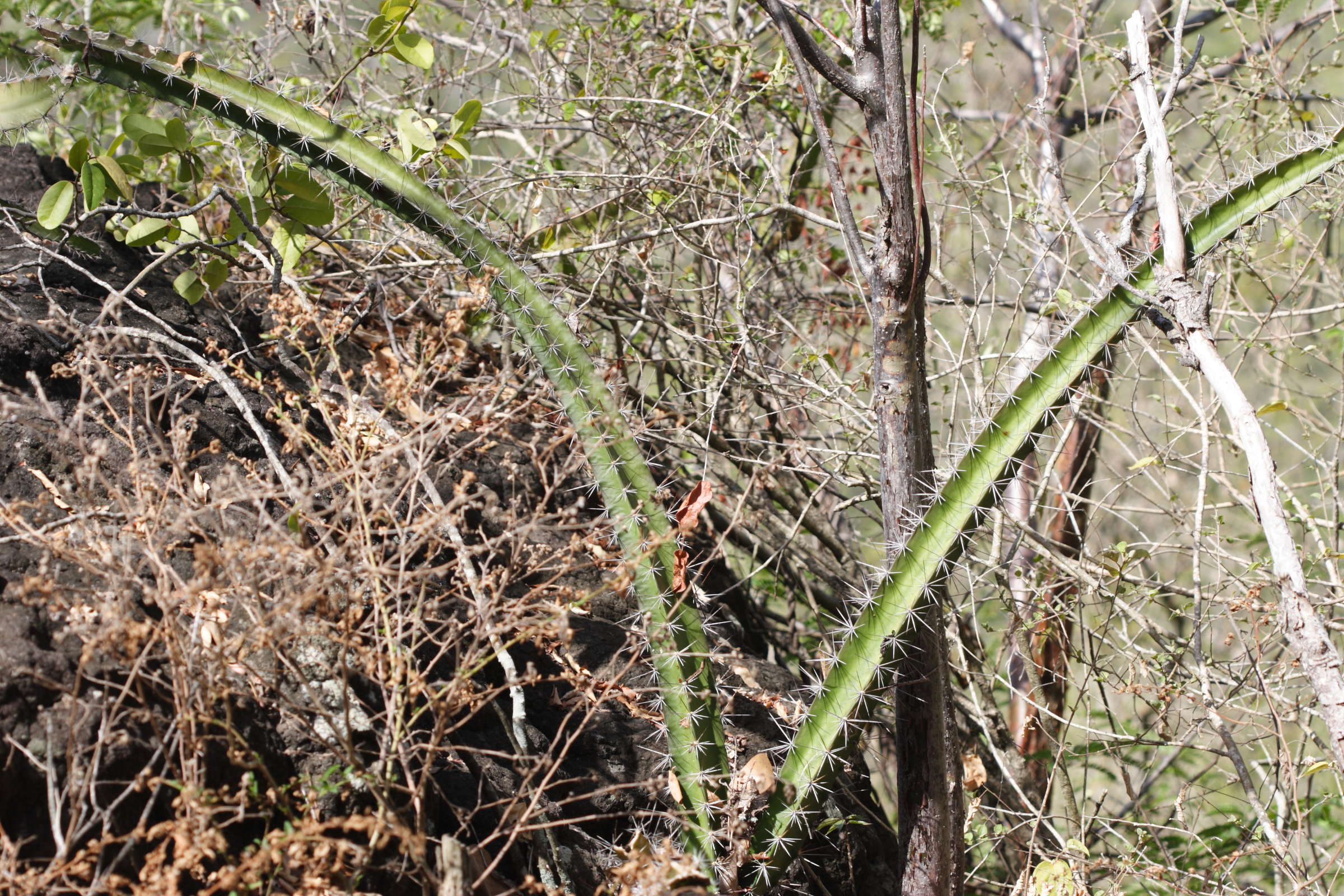 acanthocereus_tetragonus1md