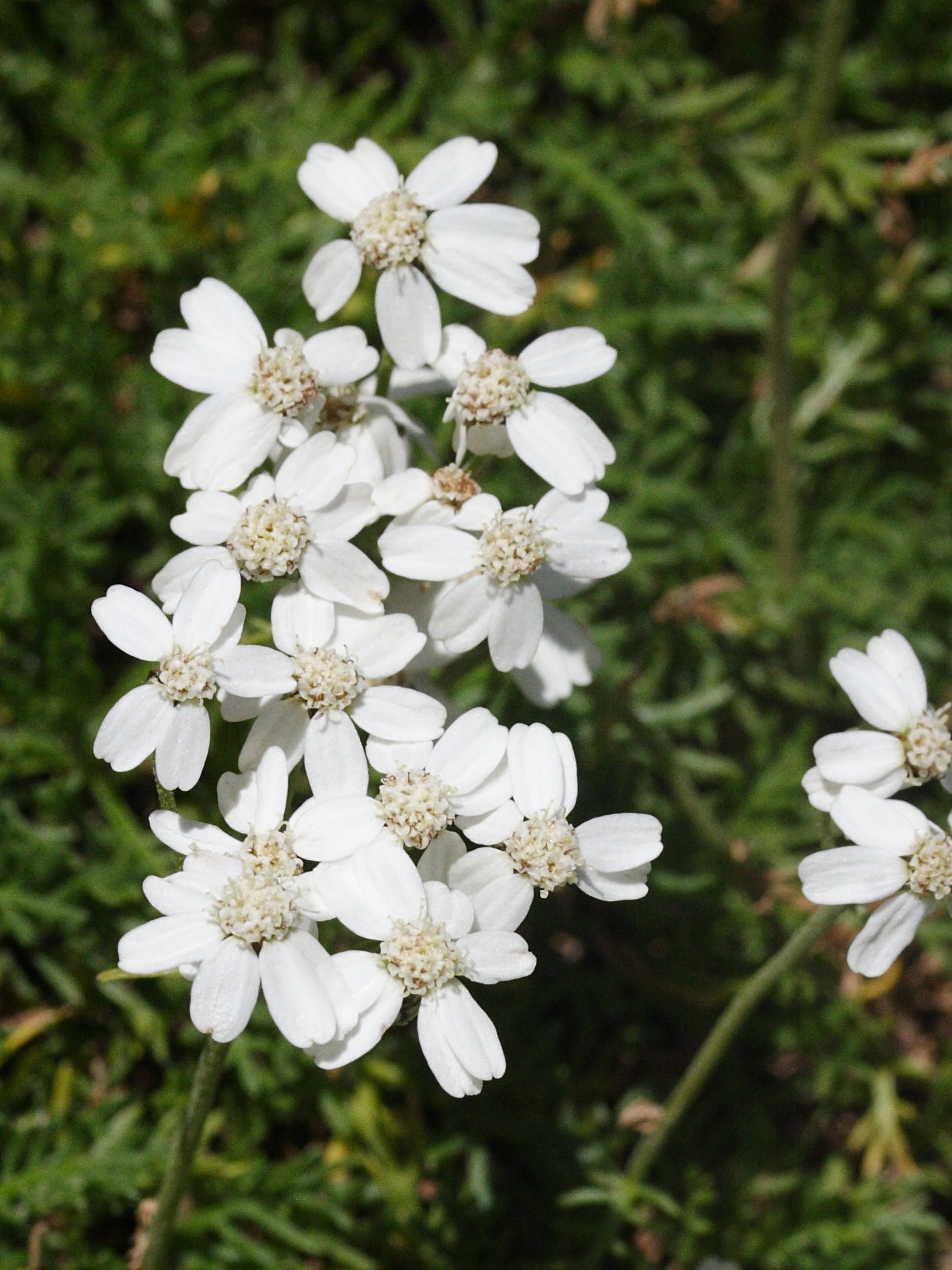 achillea_erba-rotta2md
