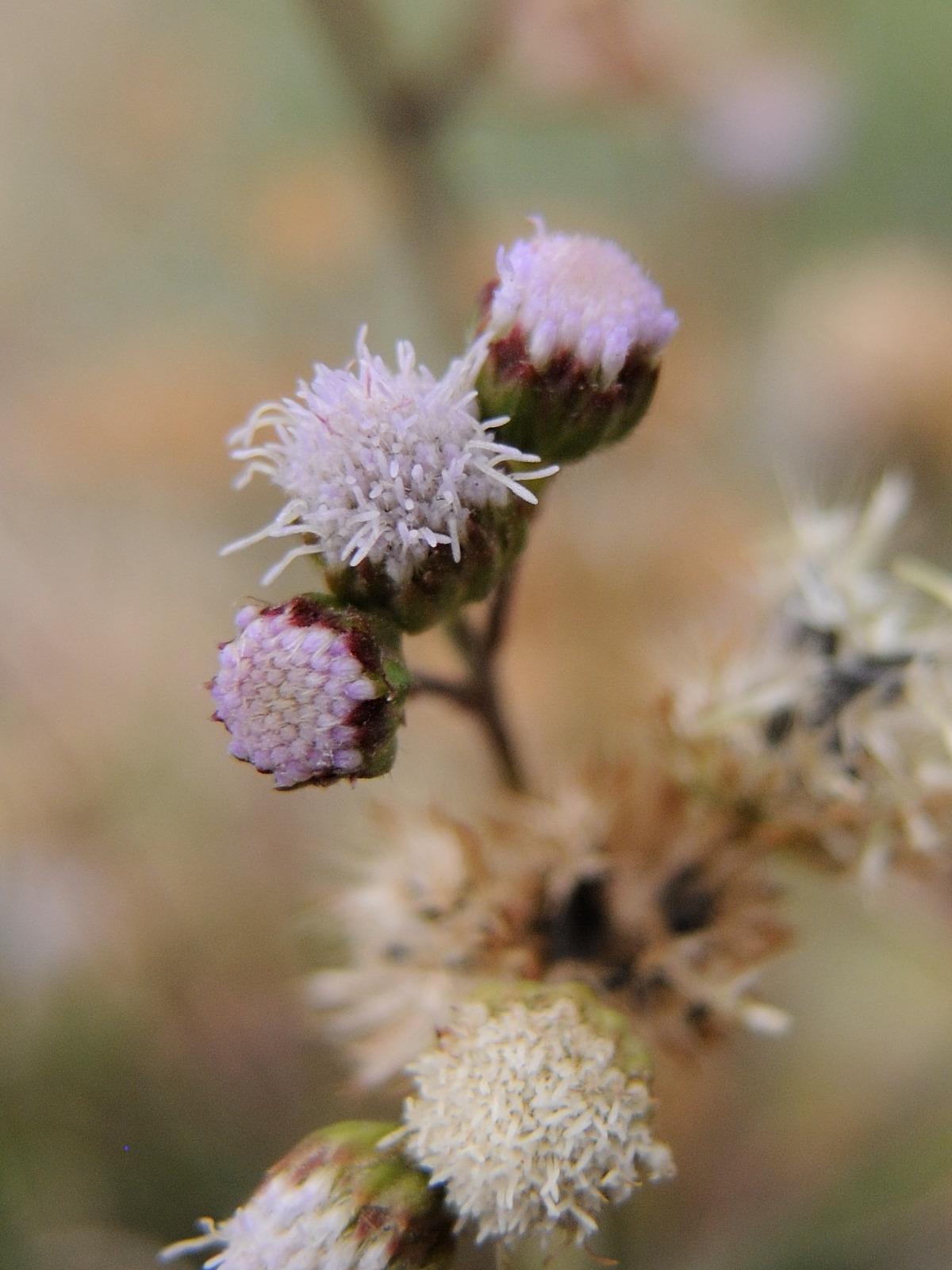 ageratum_conyzoides3md