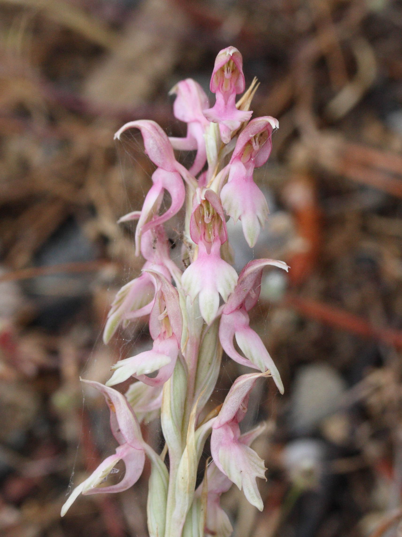 anacamptis_sancta1md