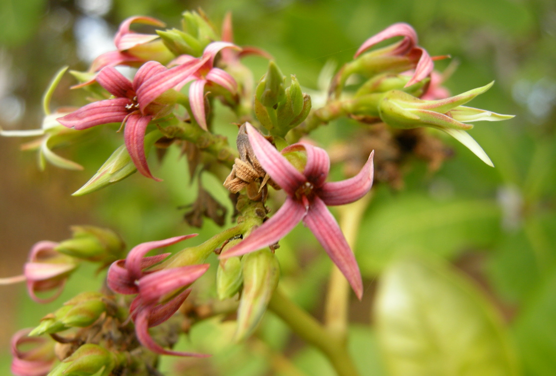 Afficher le média anacardium_occidentale7md anacardium_occidentale7md