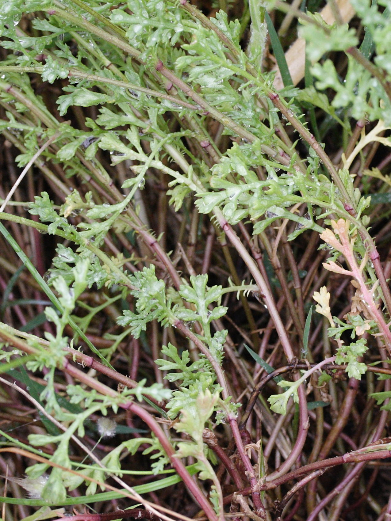 Afficher le média anthemis_nobilis2bmd anthemis_nobilis2bmd