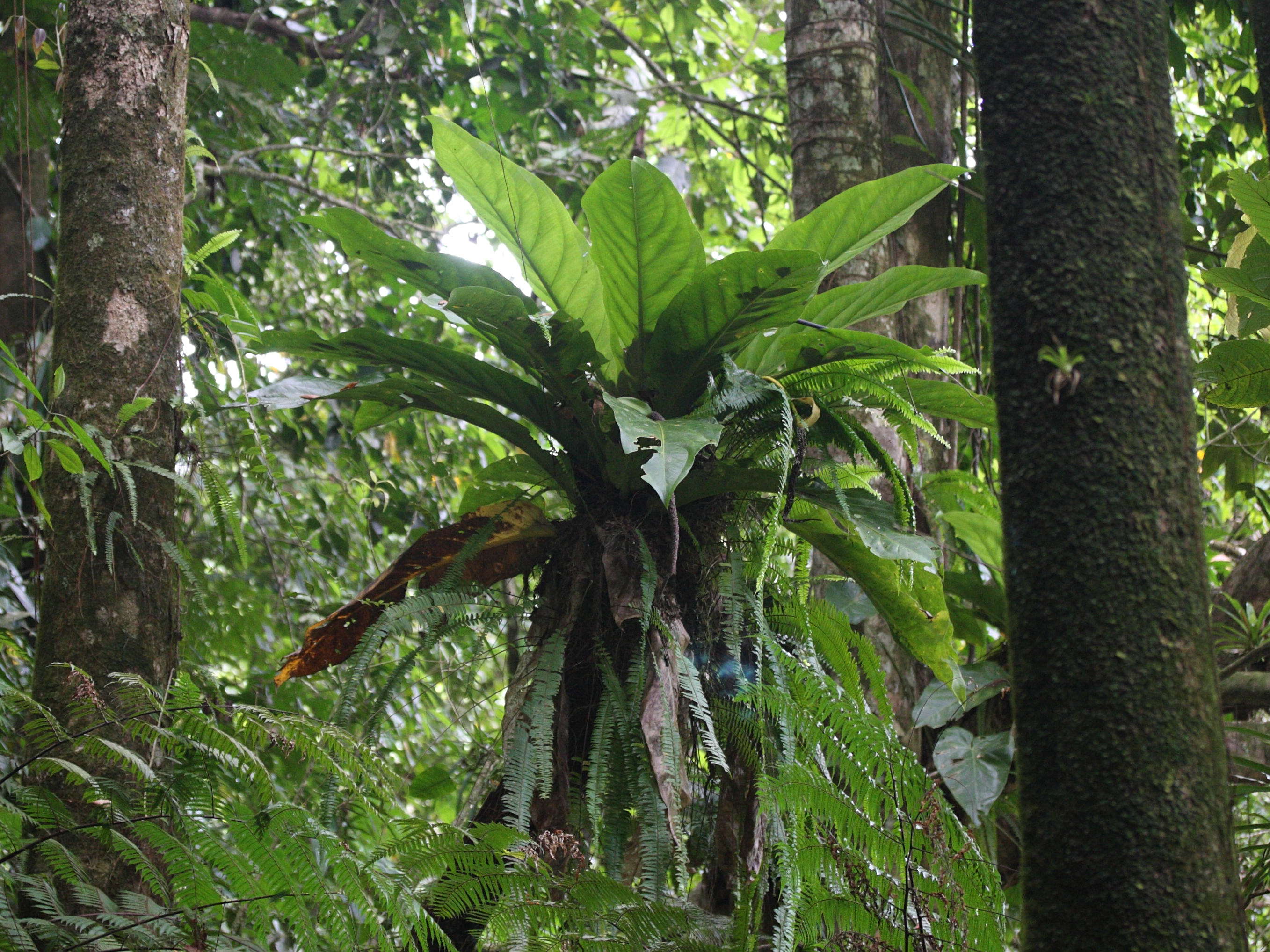 anthurium_hookeri1md