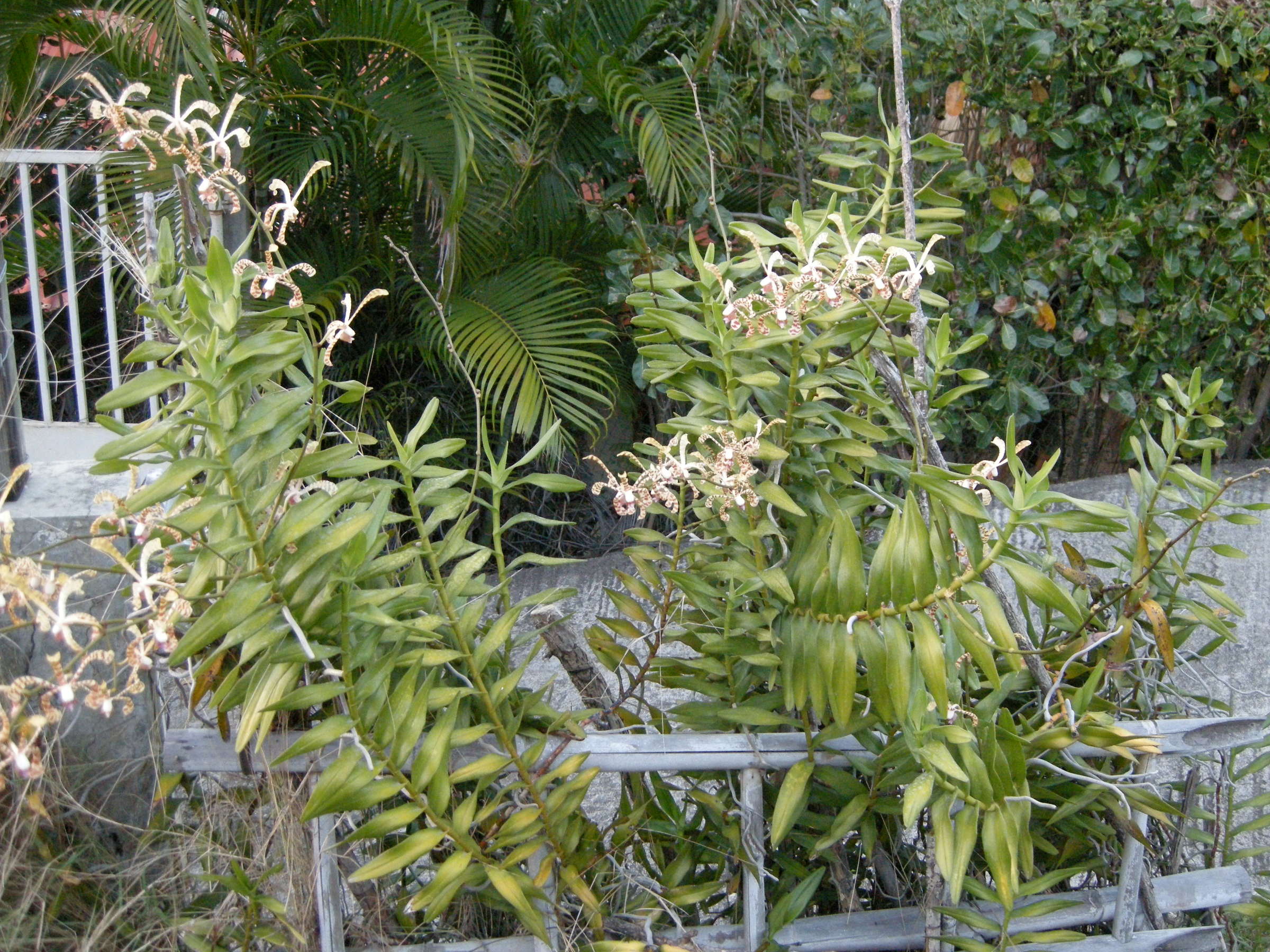 arachnis_flos-aeris2bd