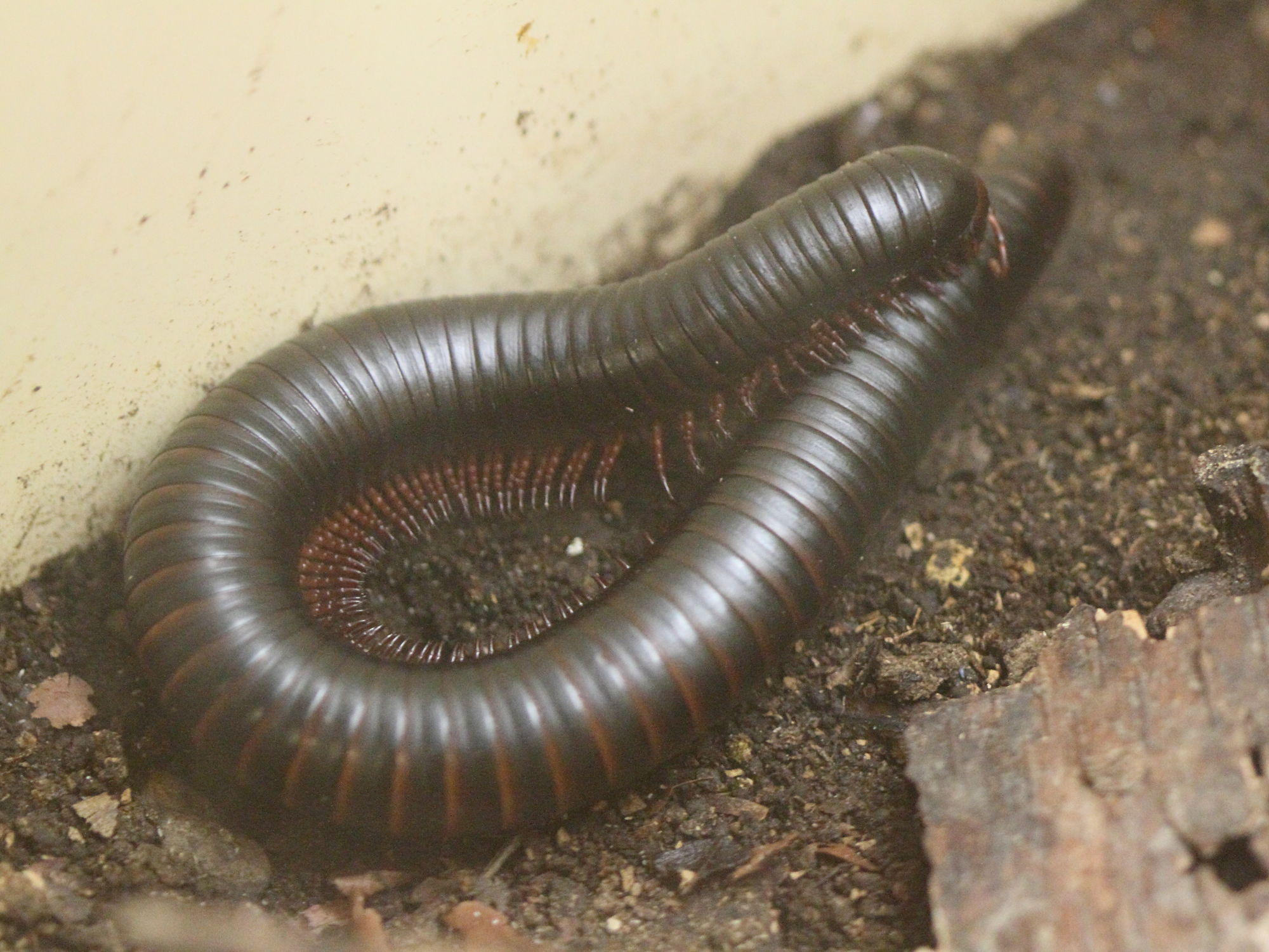 Afficher le média archispirostreptus_gigas1bd archispirostreptus_gigas1bd