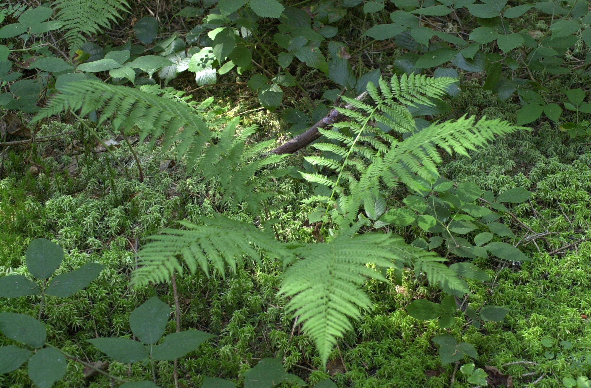 Afficher le média athyrium_filis-femina1amd athyrium_filis-femina1amd