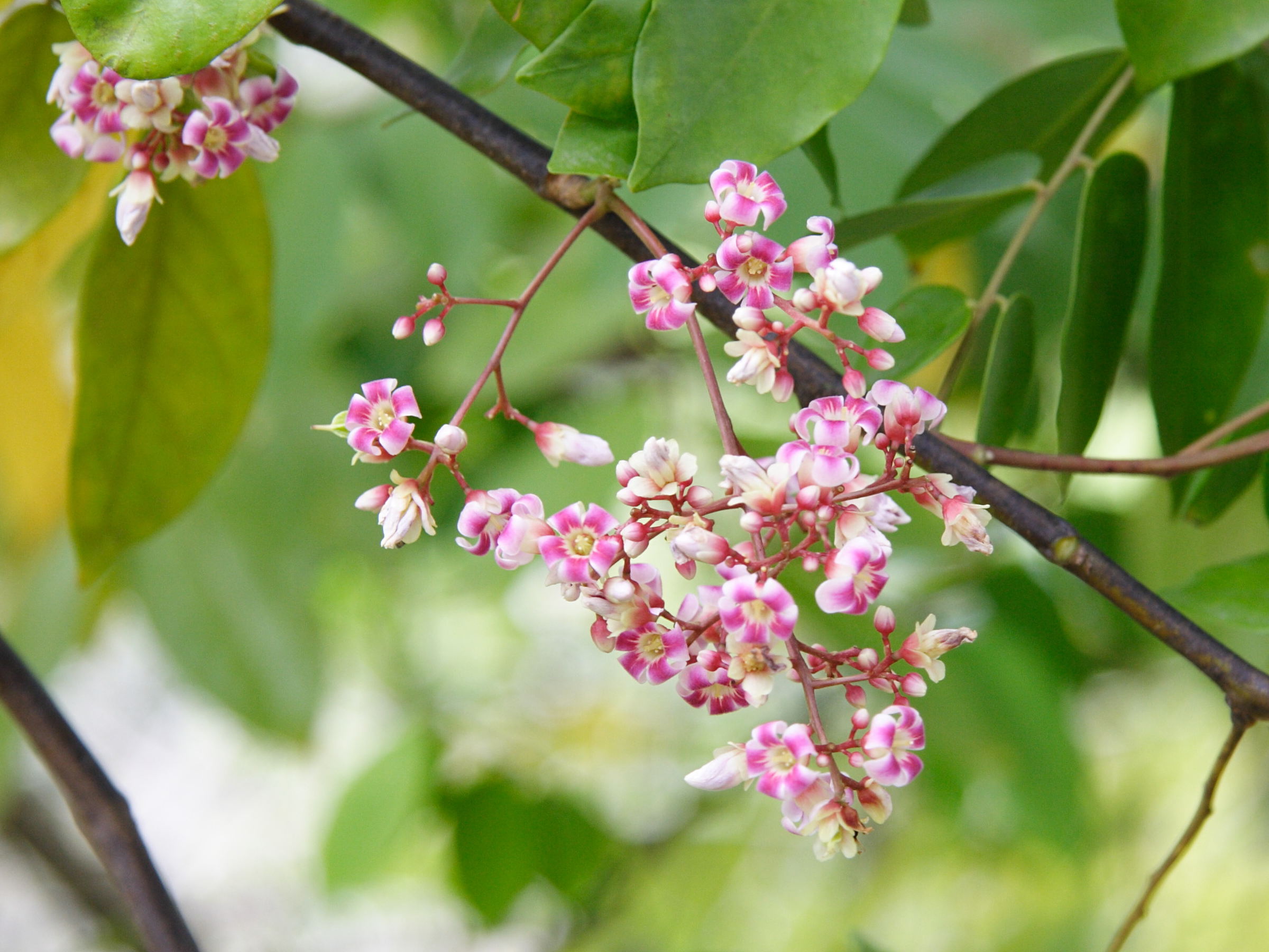 averrhoa_carambola2bmd